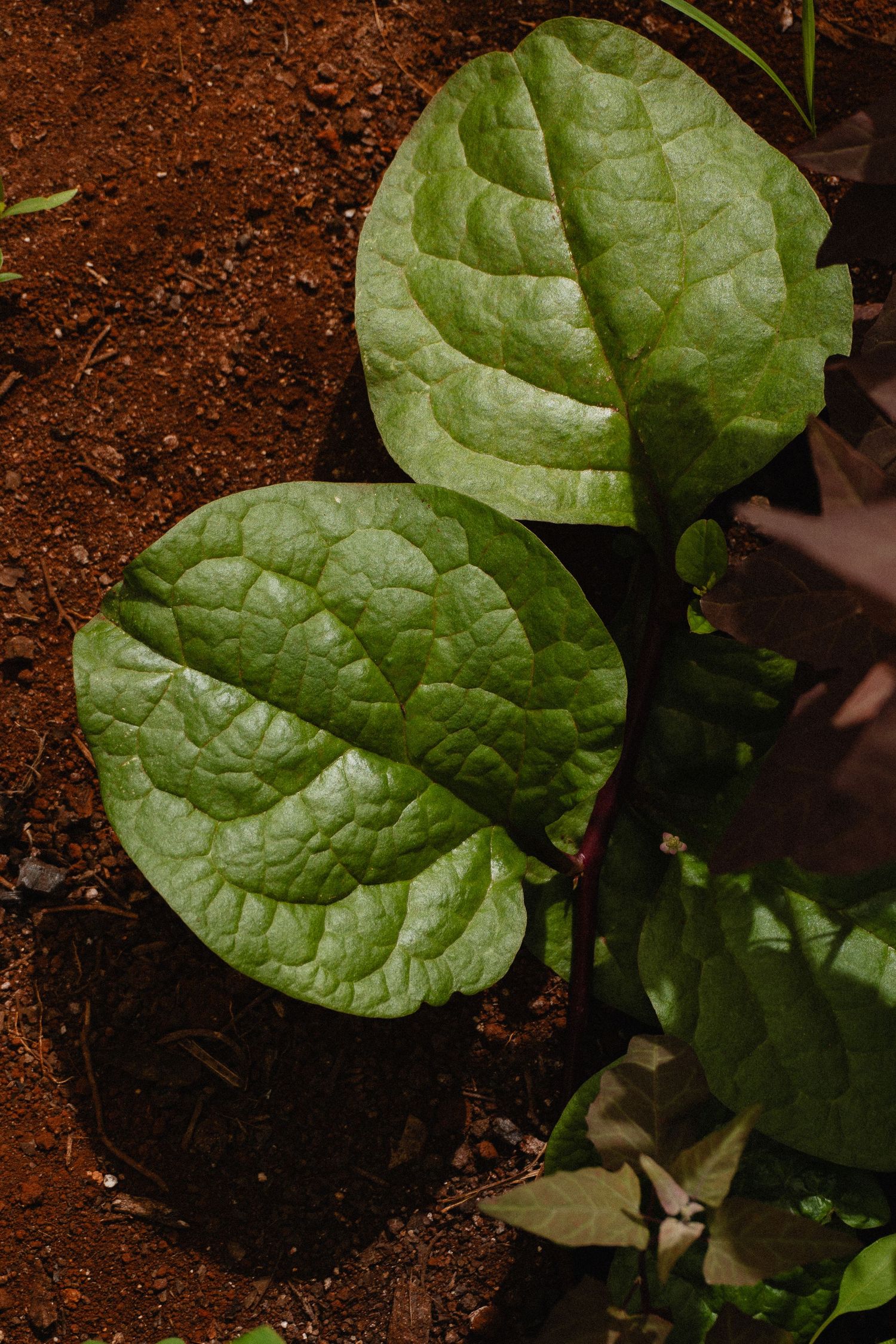 Close-up sequence of large green malabar spinach leaves growing in dark soil showing plant development and growth stages.
