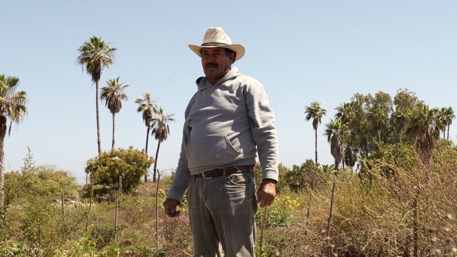 A person in a cowboy hat and light colored clothing stands among tall palm trees in a desert landscape.