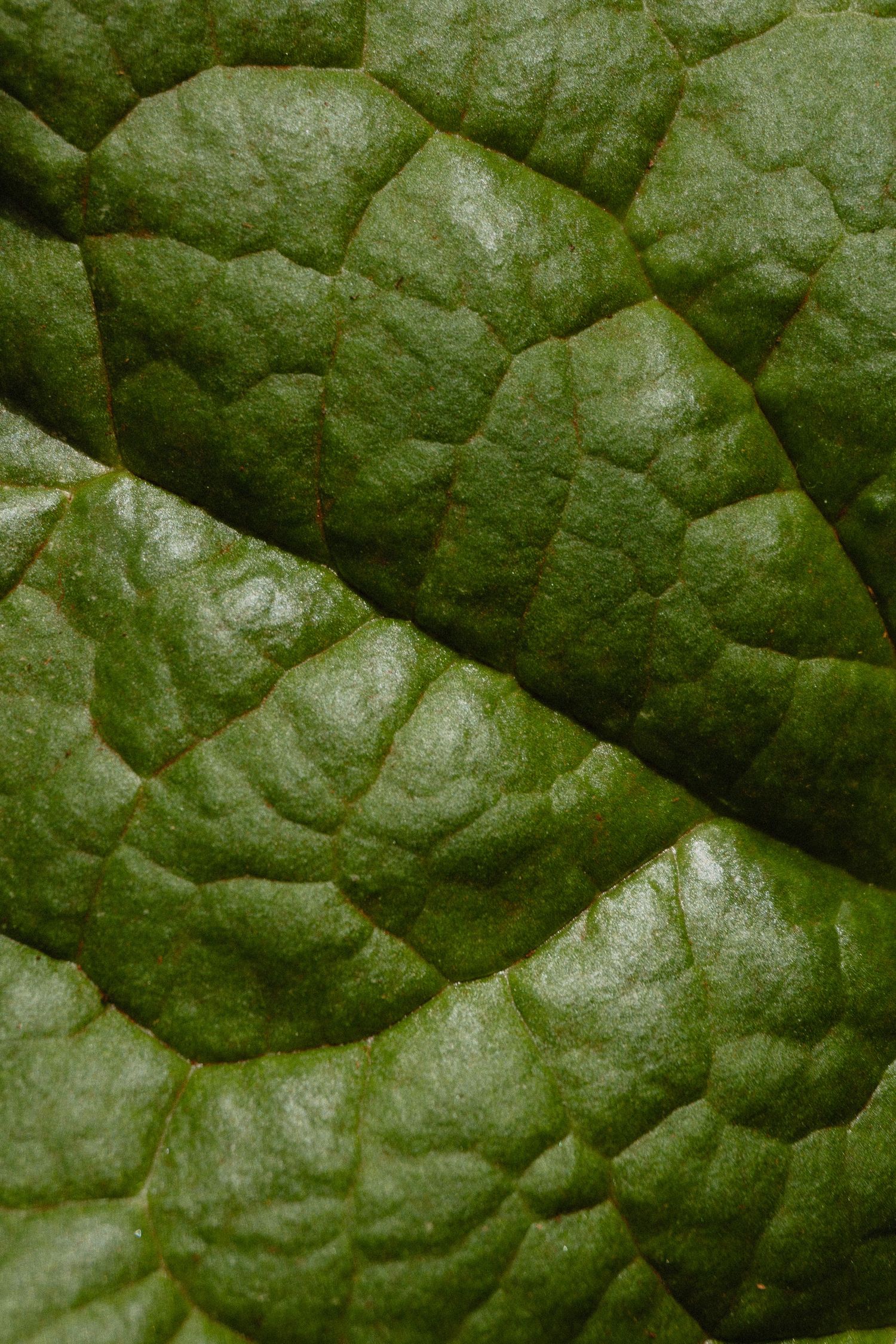 Close-up macro photograph of a dark green spinach leaf showing detailed texture of veins and surface patterns.