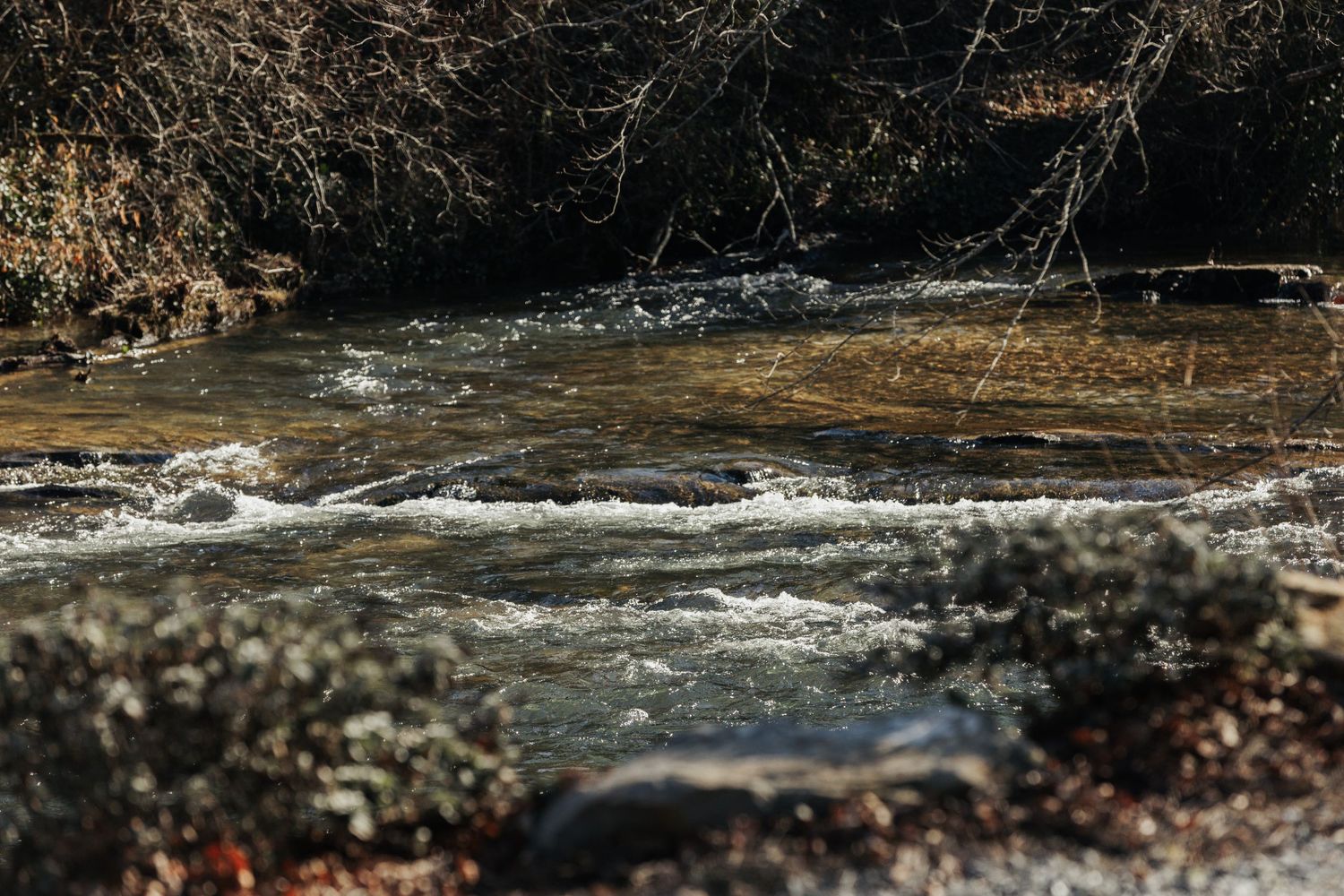 A rushing river surrounded by trees and shrubs.