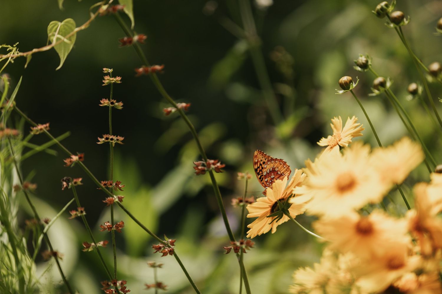Yellow flowers are highlighted in front of a vast green background, and a butterfly rests on one of the flowers.