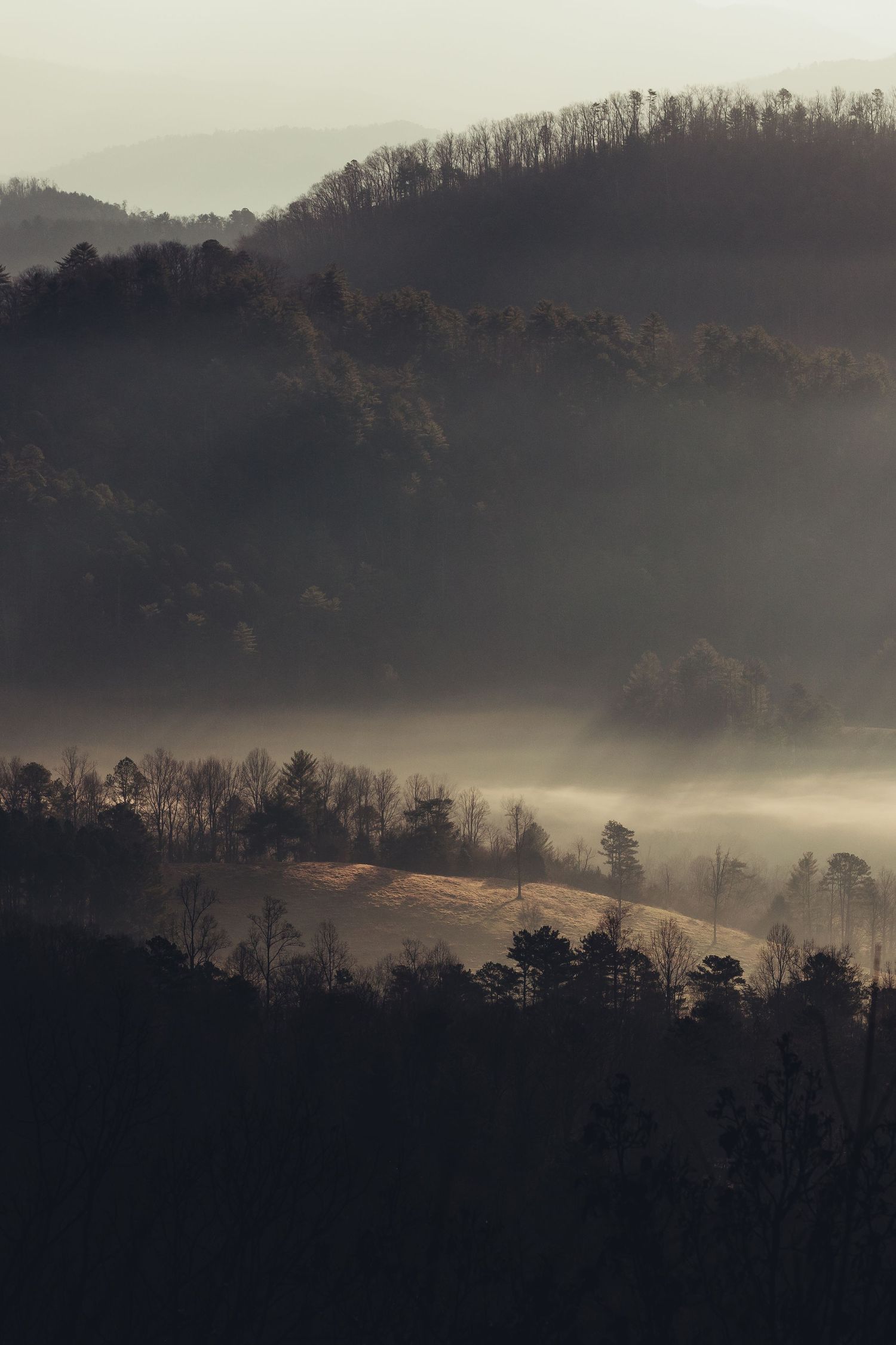 Dark outline of trees surrounds a hill being kissed by golden morning light. Theres light mist in the background