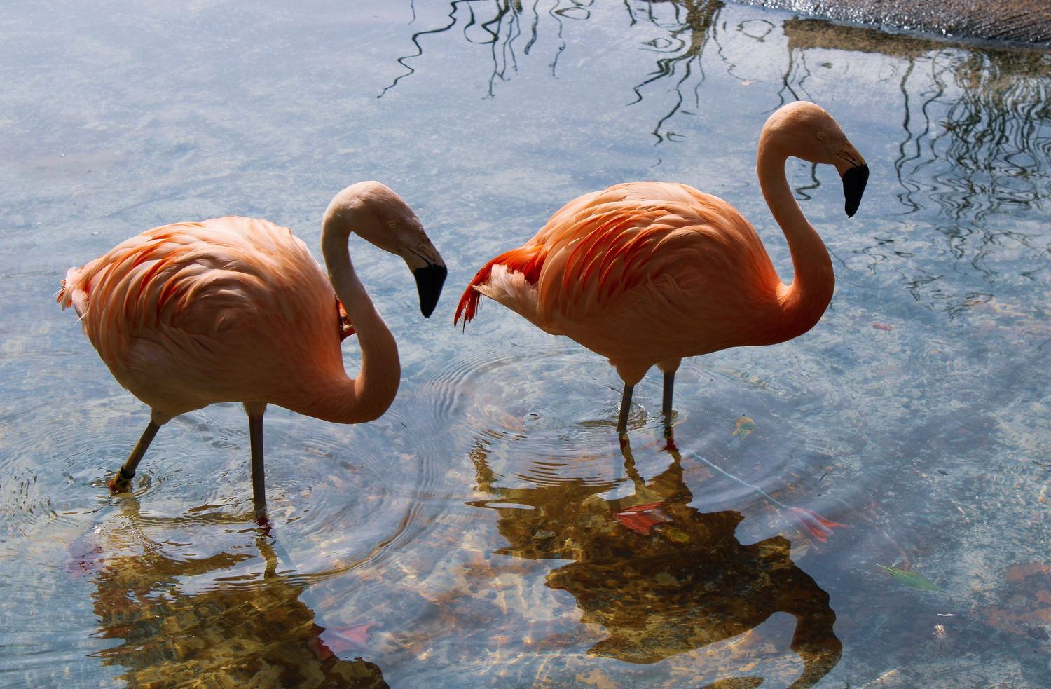 Pink flamingos wade in shallow blue water while foraging for food in a tropical lagoon.