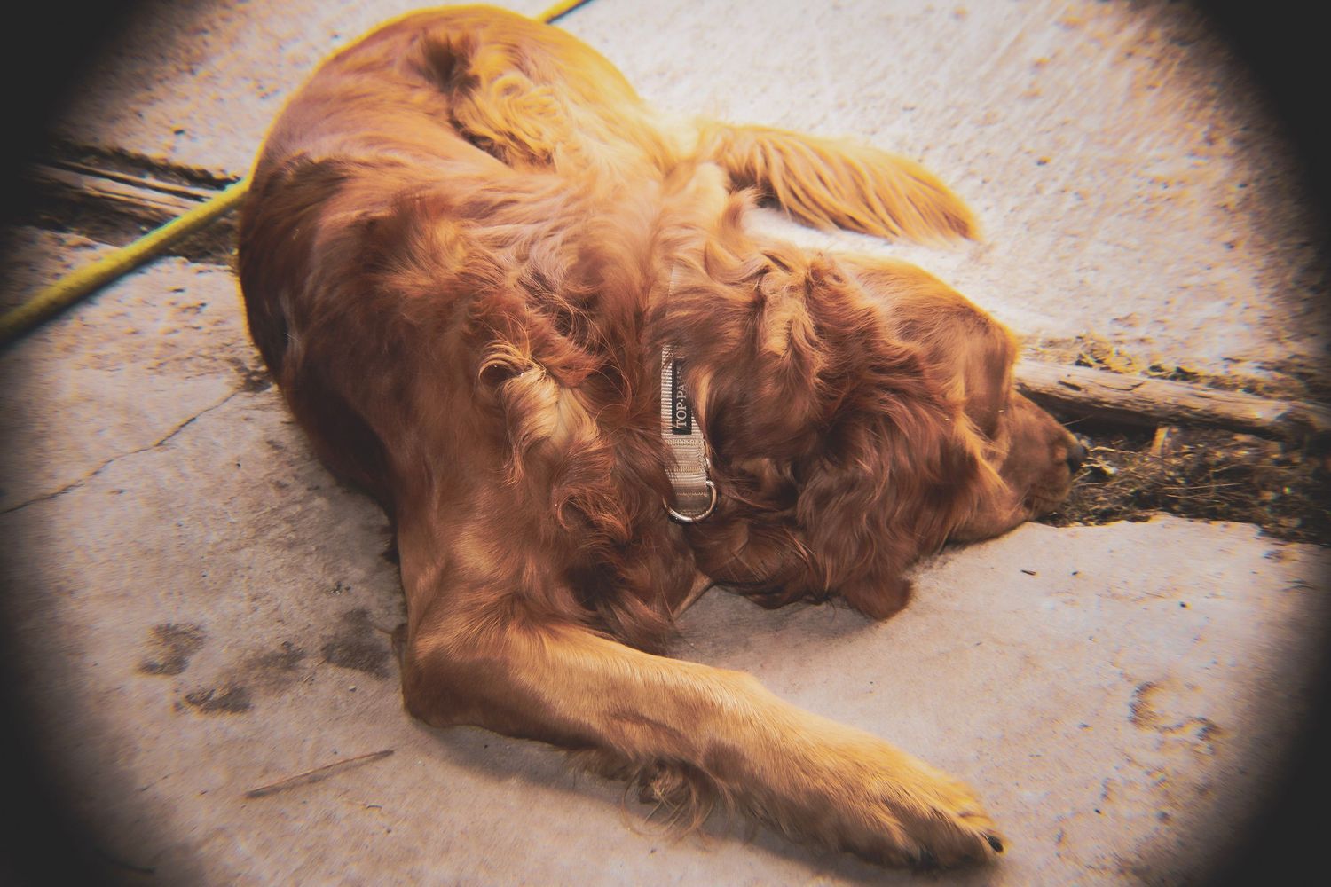 Brown dog lying relaxed on concrete floor in vignette style photography.