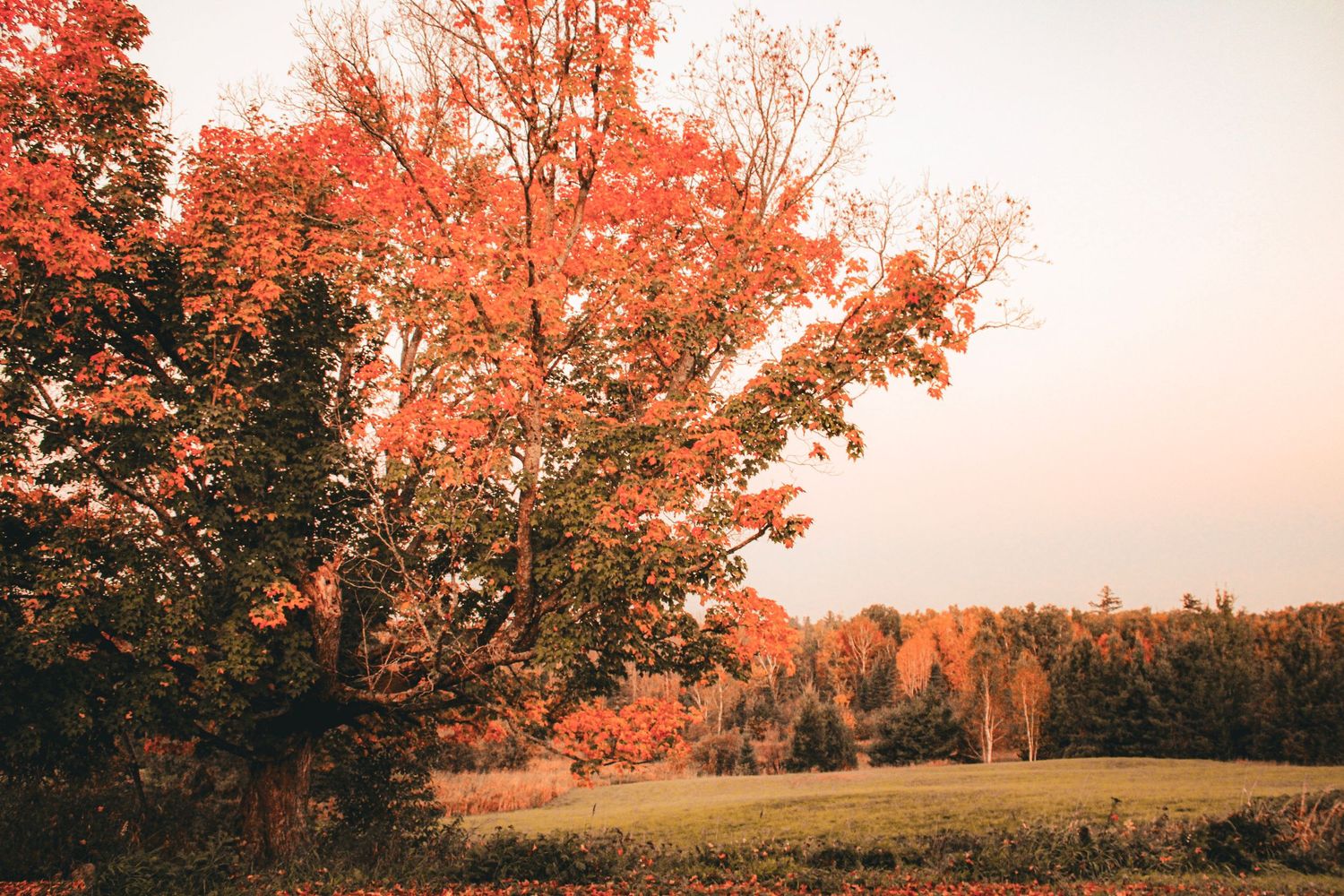 Red autumn trees line a rural landscape during golden hour with soft pink sky.