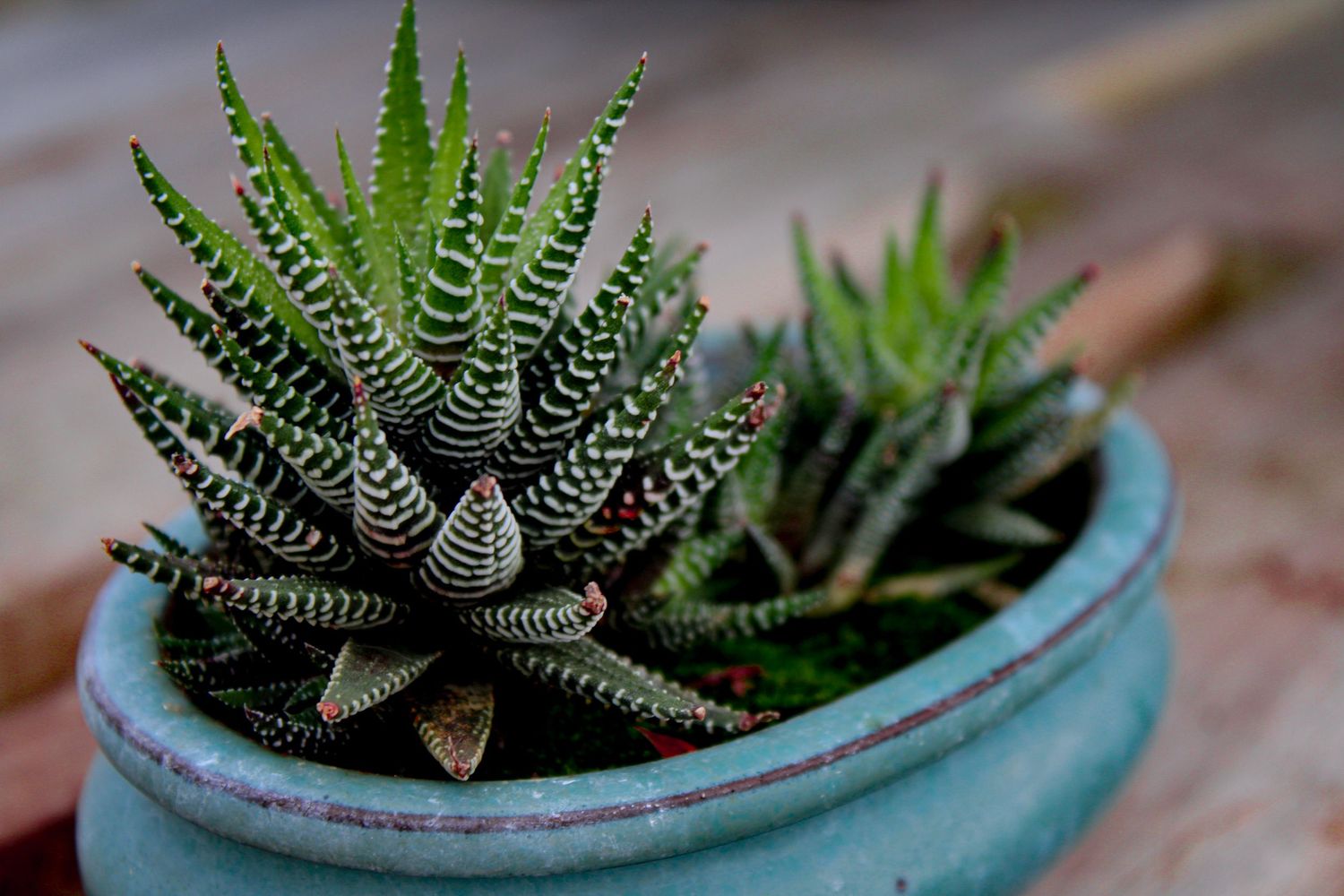 A zebra haworthia succulent plant with distinctive white stripes sits in a light blue ceramic pot.