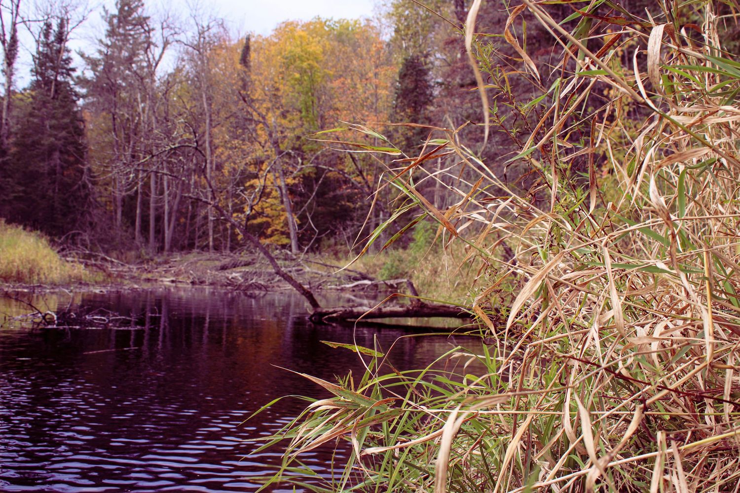 Peaceful autumn lake scene with cattails and reeds along the shoreline at sunset.