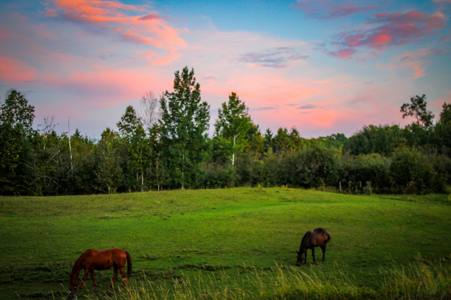A scenic panoramic view of a green pasture with grazing horses under a vibrant pink and blue sunset sky.