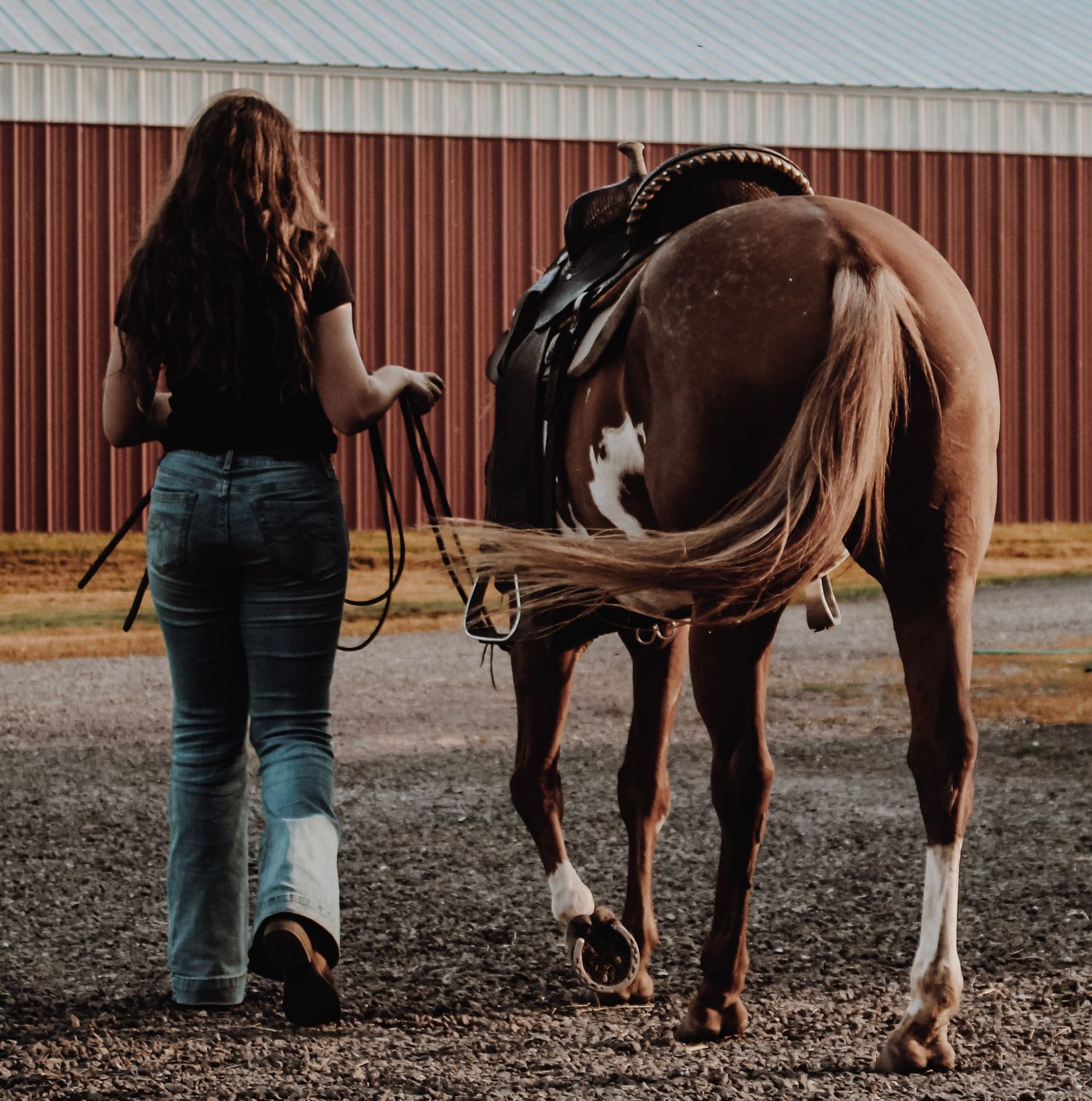 A young woman with long hair leads a brown and white paint horse near a red barn on a gravel path.