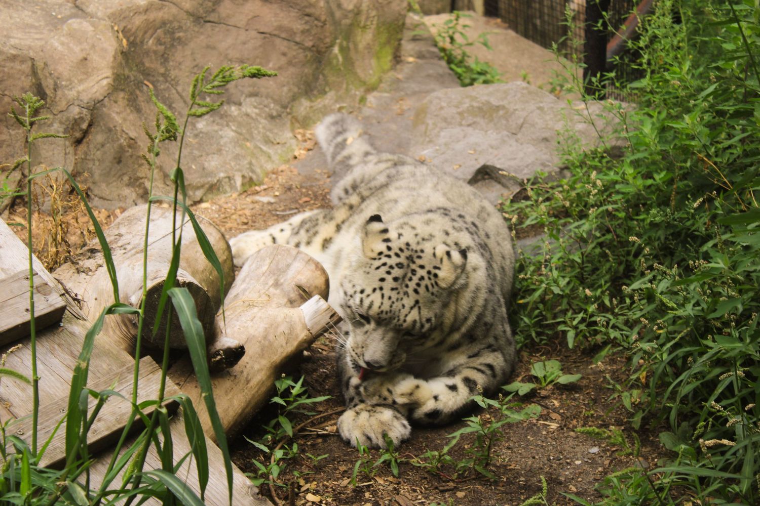Snow leopard resting on rocky terrain surrounded by vegetation.