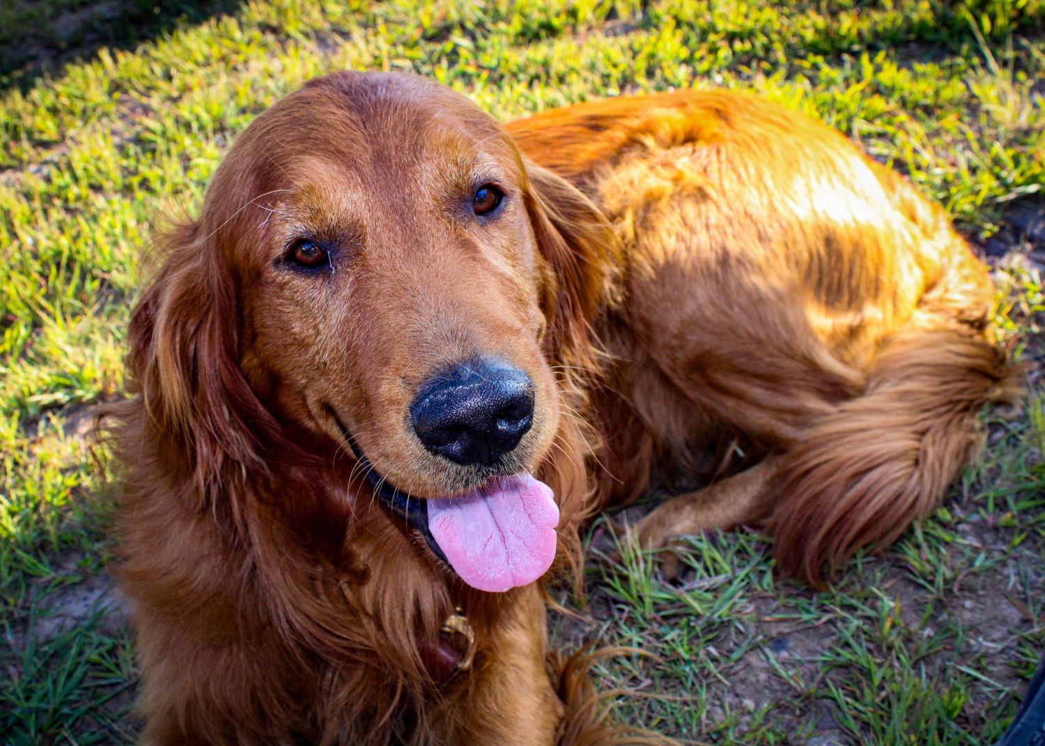 Close-up shots of a golden retriever with tongue out enjoying outdoor sunshine.
