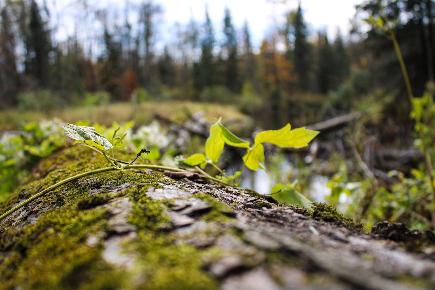 Close-up of moss-covered rocks and forest floor details in natural sunlight.