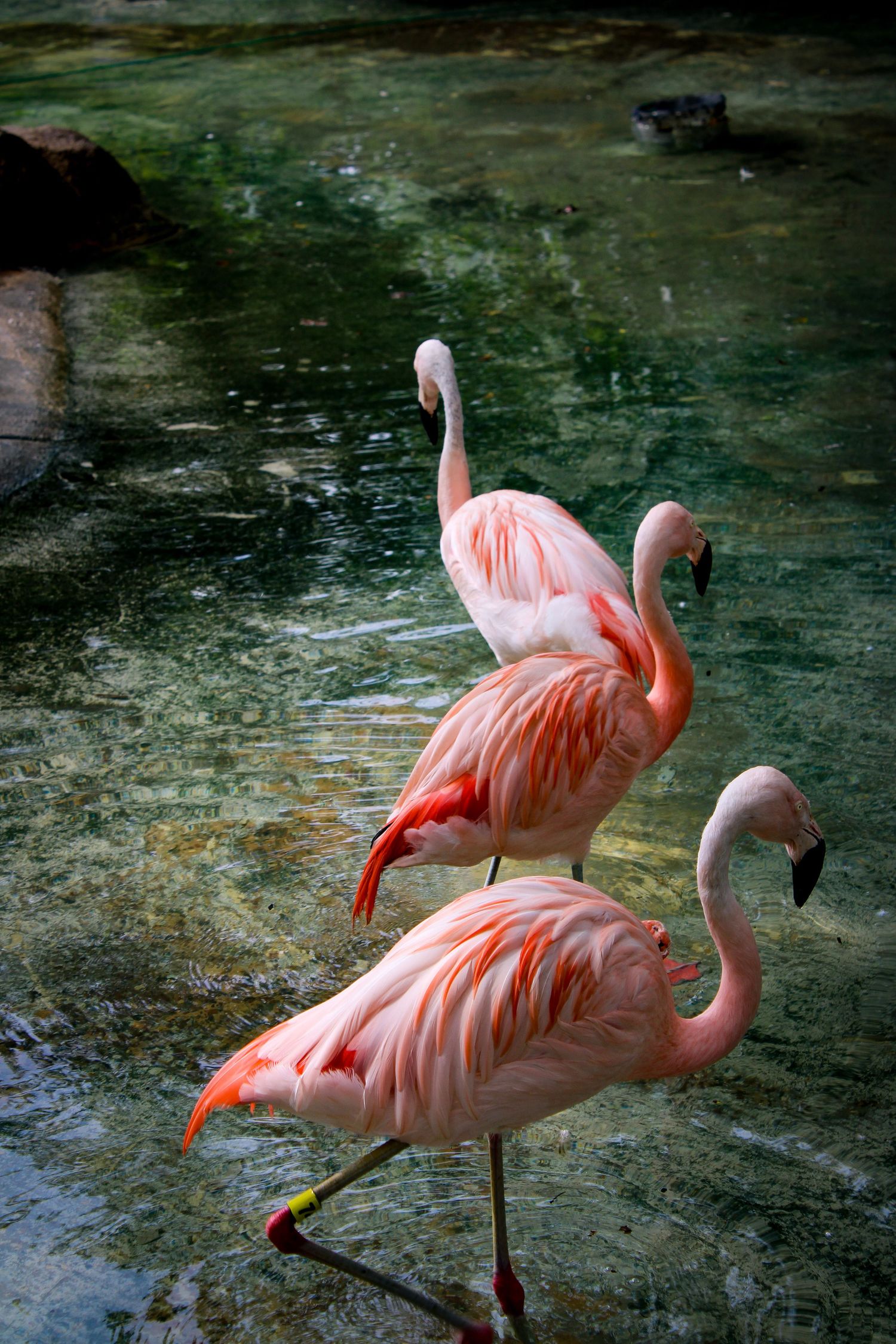 Three pink flamingos standing in dark green water showing their distinctive curved necks.