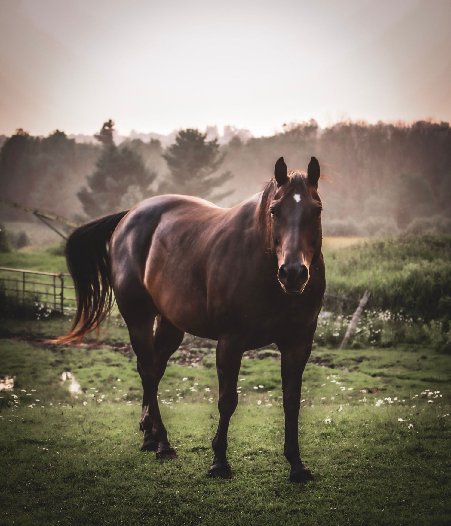 Horses grazing in misty field during golden hour.