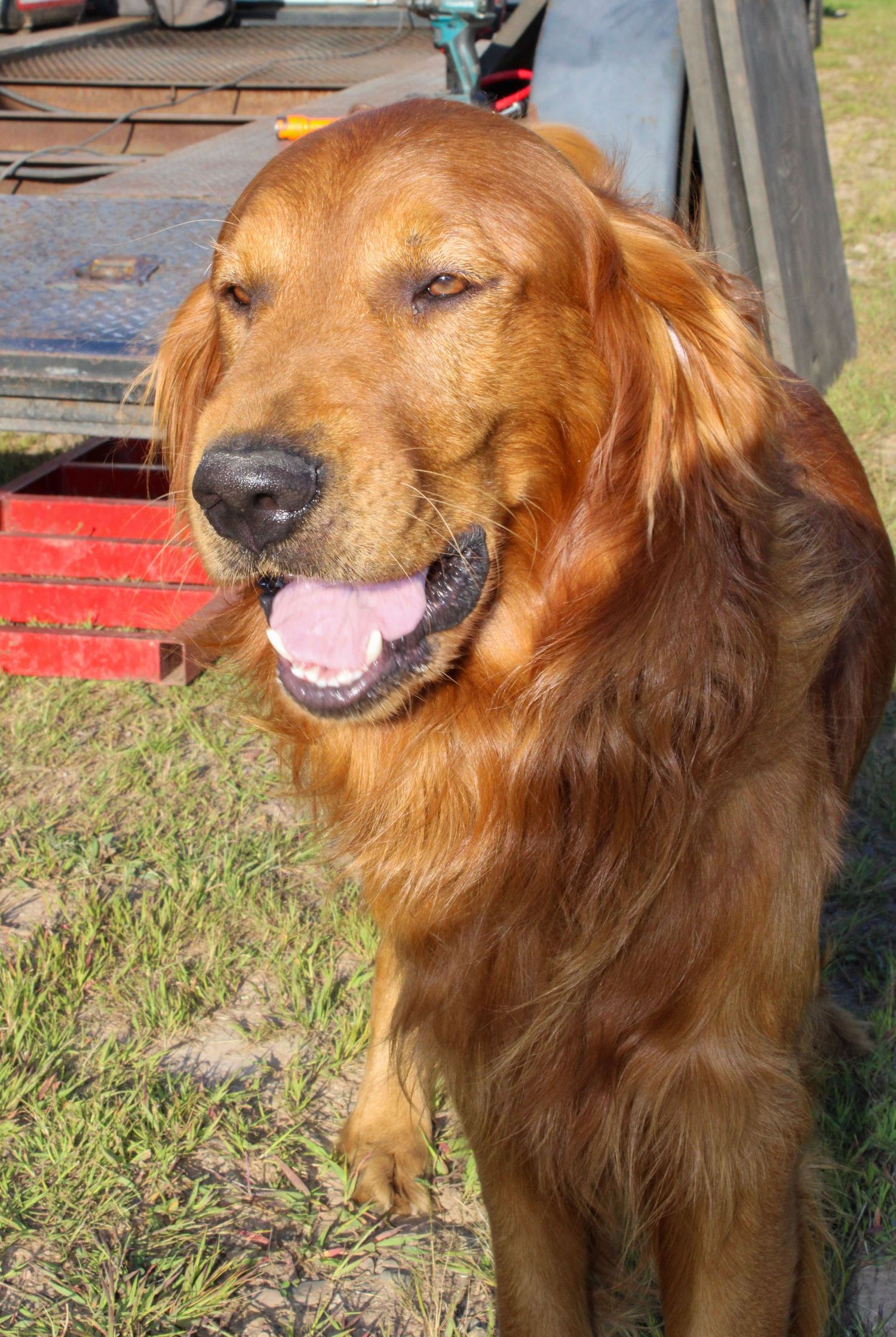 Golden retriever dog sitting on grass showing happy expressions in multiple shots.