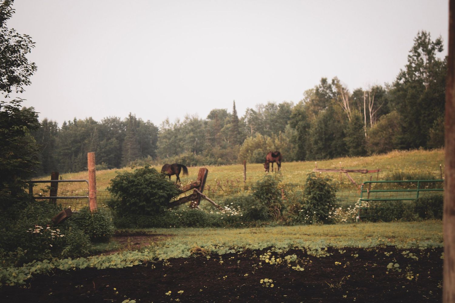 Horses graze in a pastoral fenced meadow with trees and rolling hills in the distance.