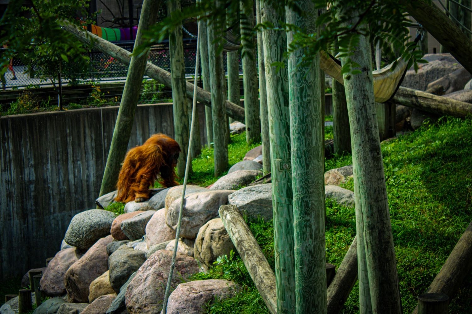 Brown bear exploring rocky terrain surrounded by bamboo forest.