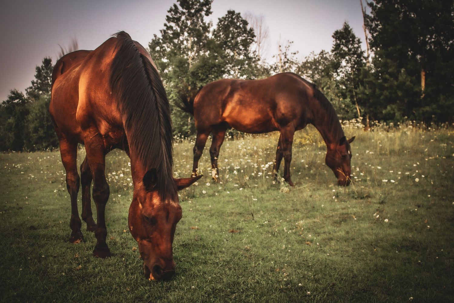 Two brown horses graze together in a wildflower-dotted summer pasture.