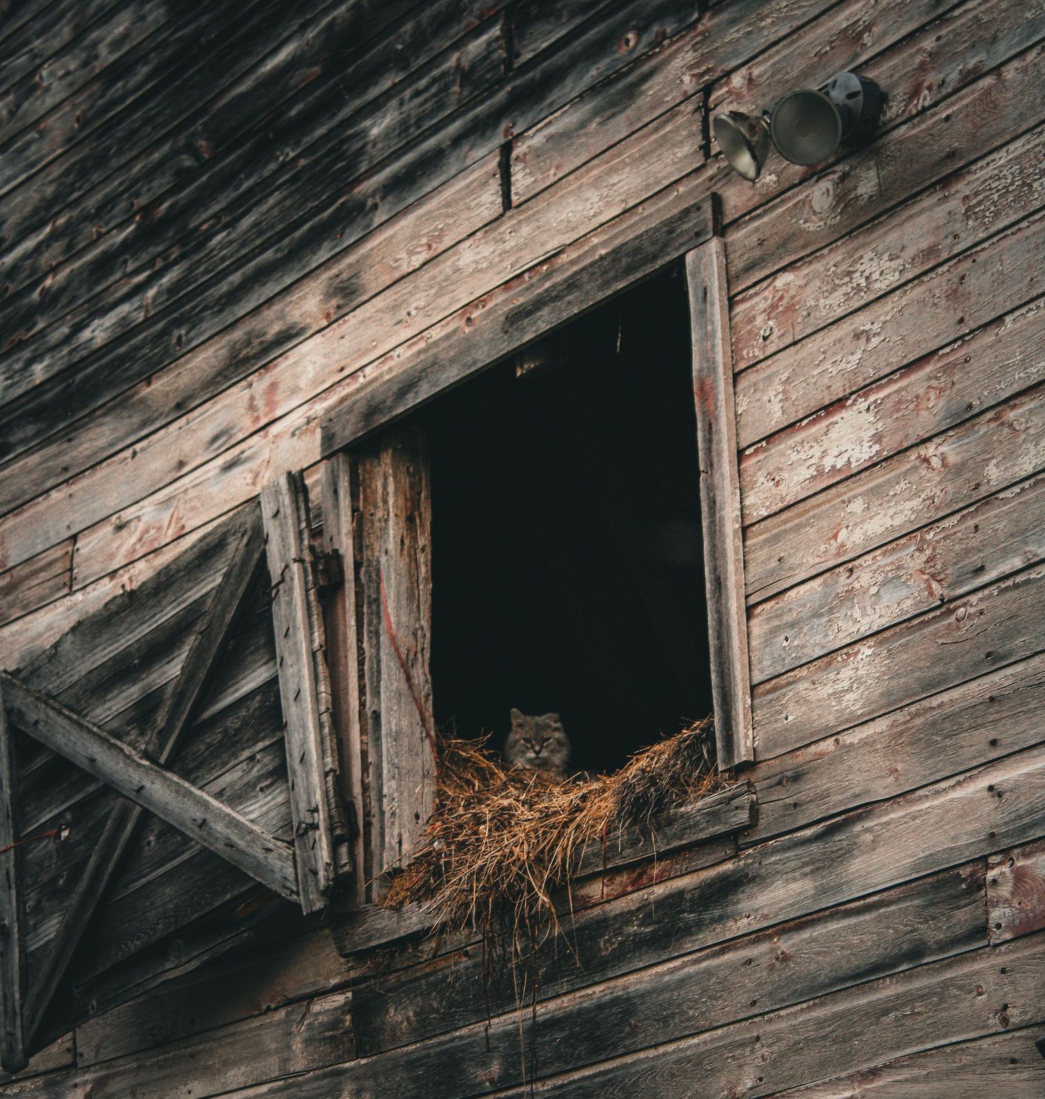 A cat perches in the dark opening of an old wooden barn, peering out through weathered boards.