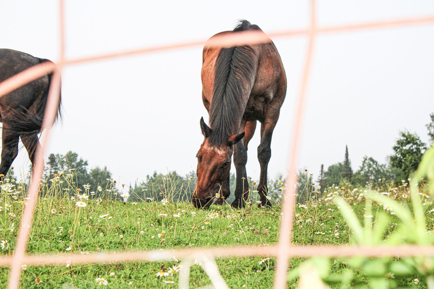 Horses grazing in a sunny pasture viewed through a wire fence.