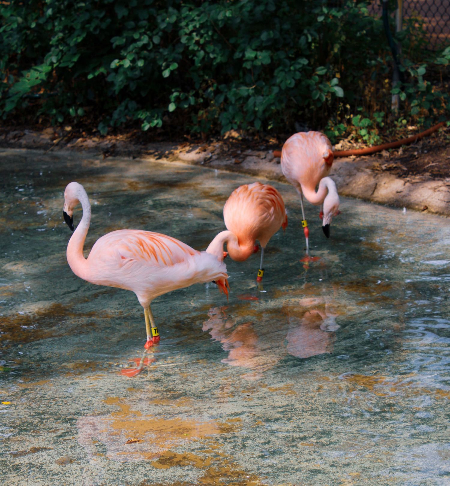 Group of flamingos standing in clear shallow water with reflections visible.