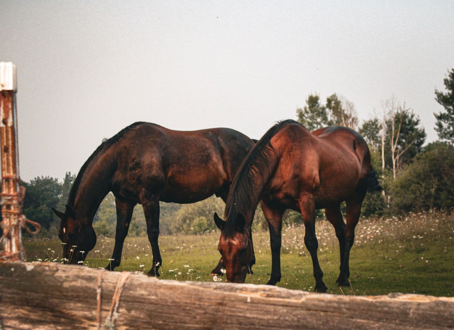 Two brown horses grazing together near a wooden fence in a pastoral field setting.