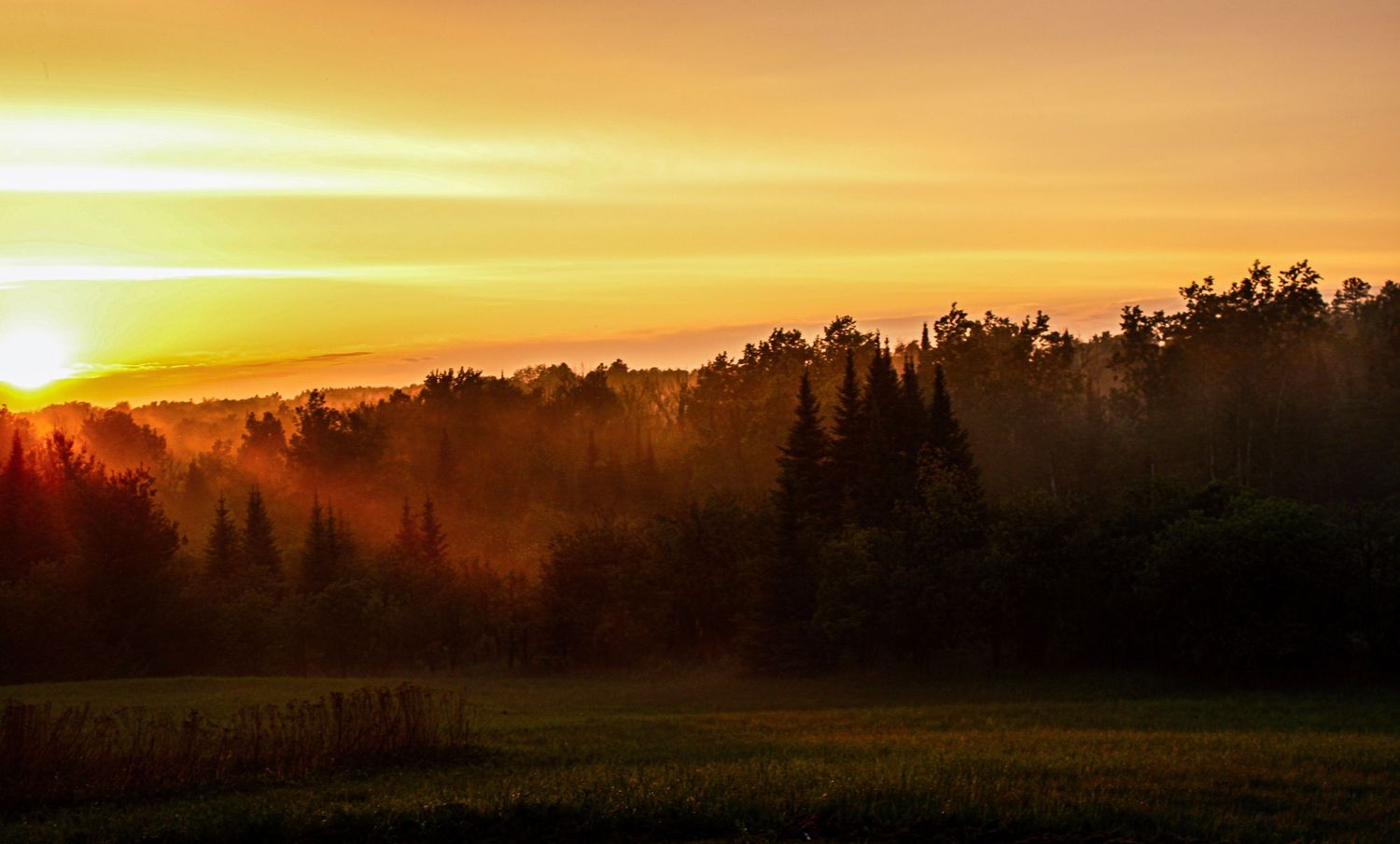 A stunning panoramic series of orange and golden sunset skies over silhouetted forest landscapes.