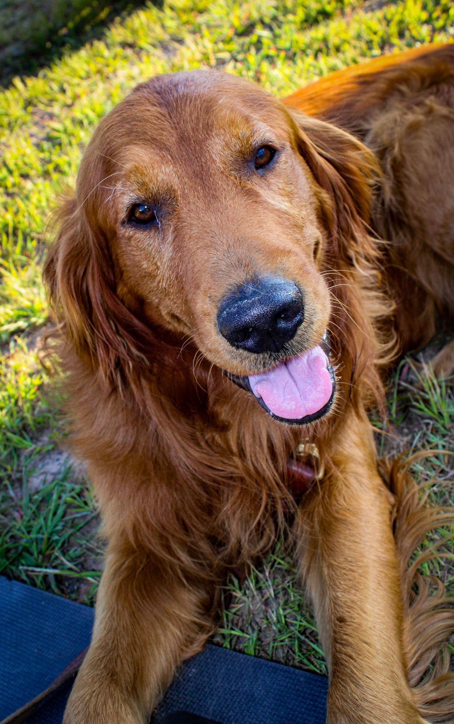 Golden retriever dog showing happy expressions while lying in grass on a sunny day.