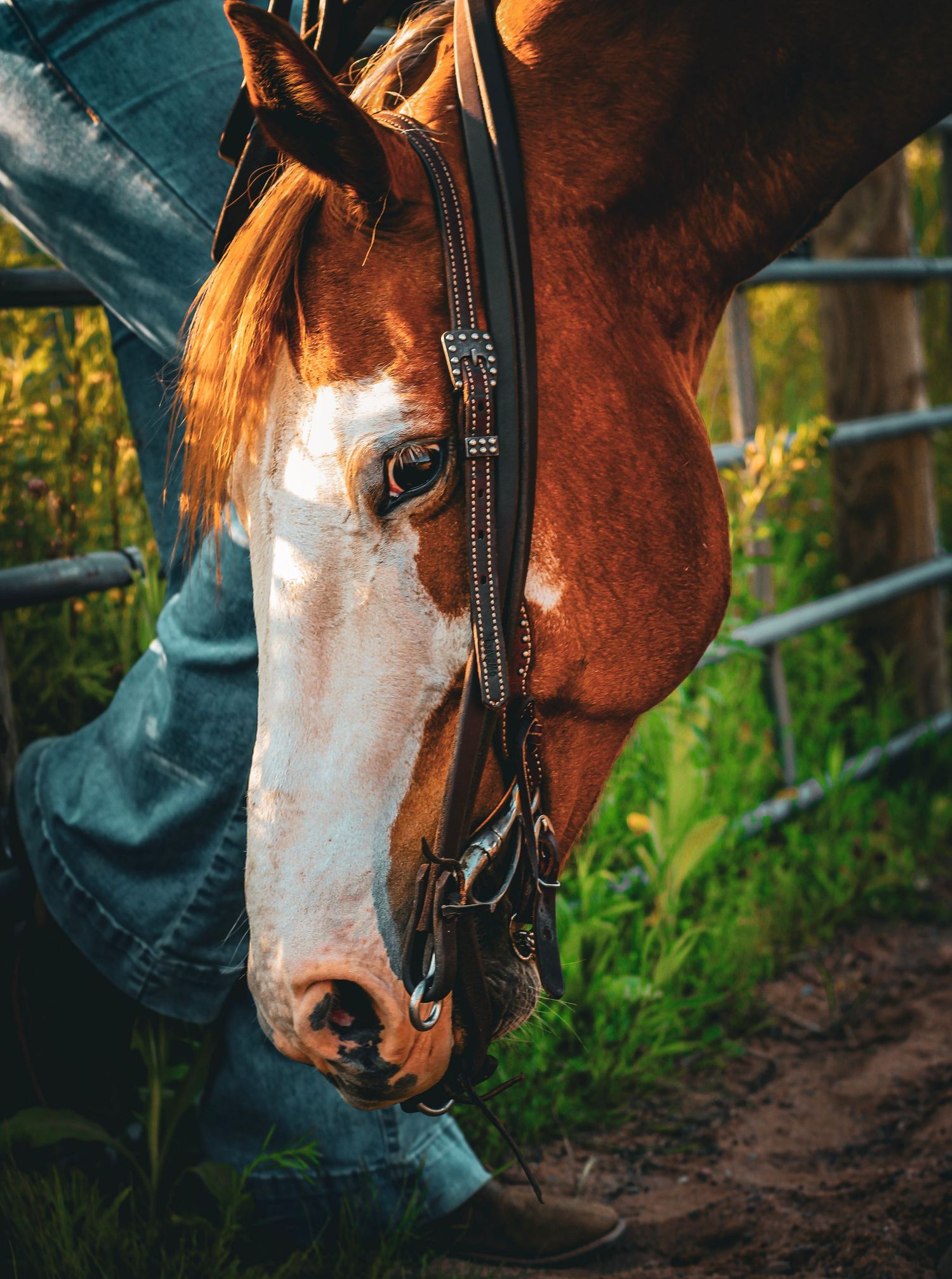 A chestnut horse with a white blaze wearing a black bridle stands close to a person in jeans near a metal fence.
