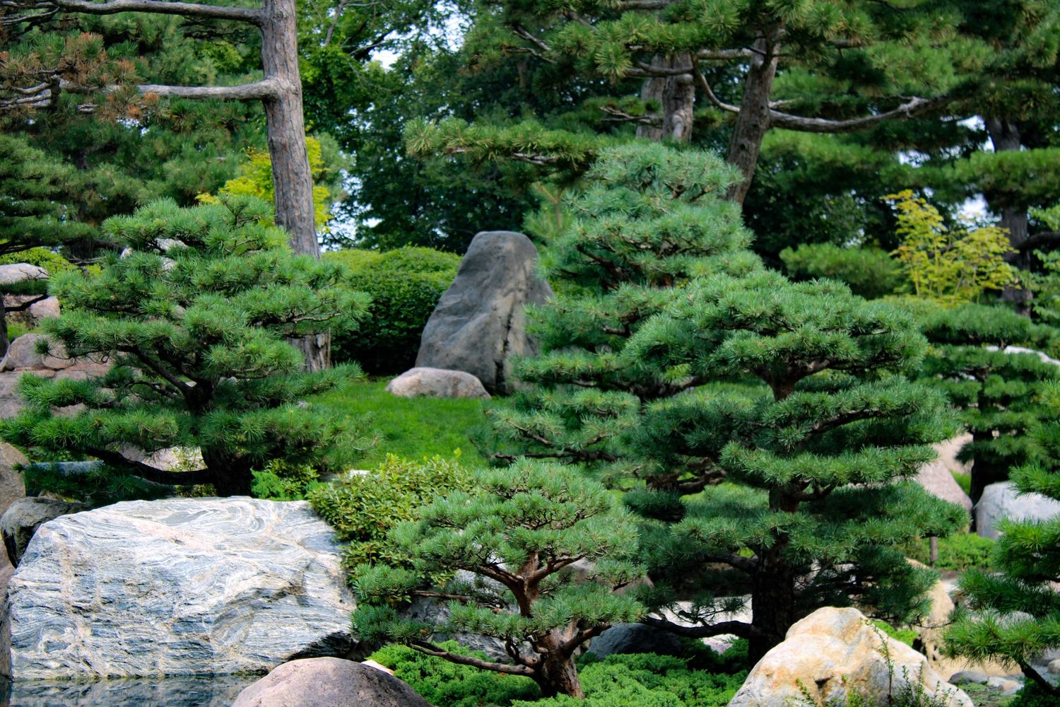 Japanese garden featuring sculpted pine trees and natural stone landscaping.