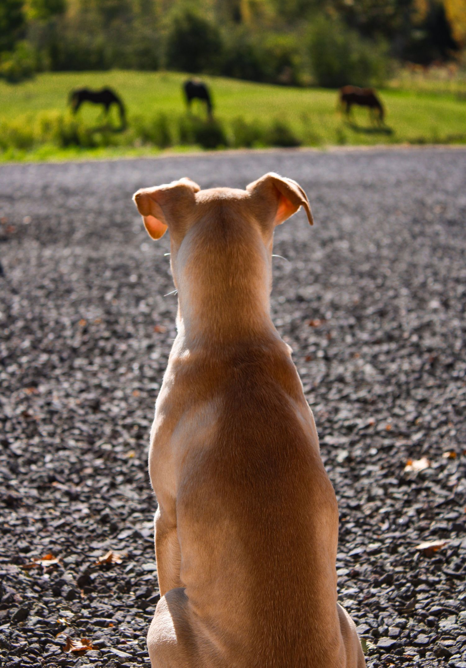 Back view of a brown dog sitting and watching horses grazing in a distant field.