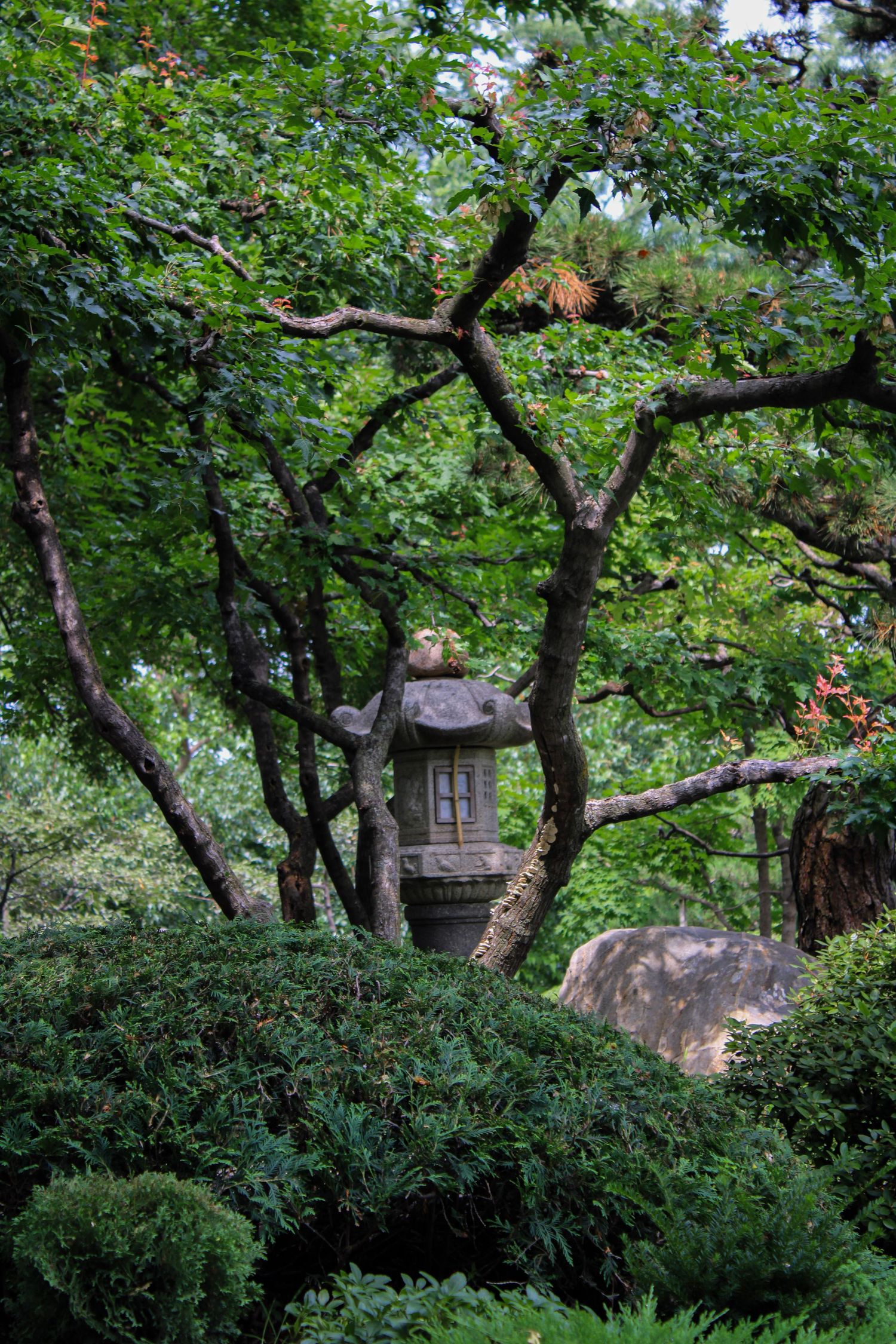 Stone lantern nestled among twisted tree branches in a serene Japanese garden setting.
