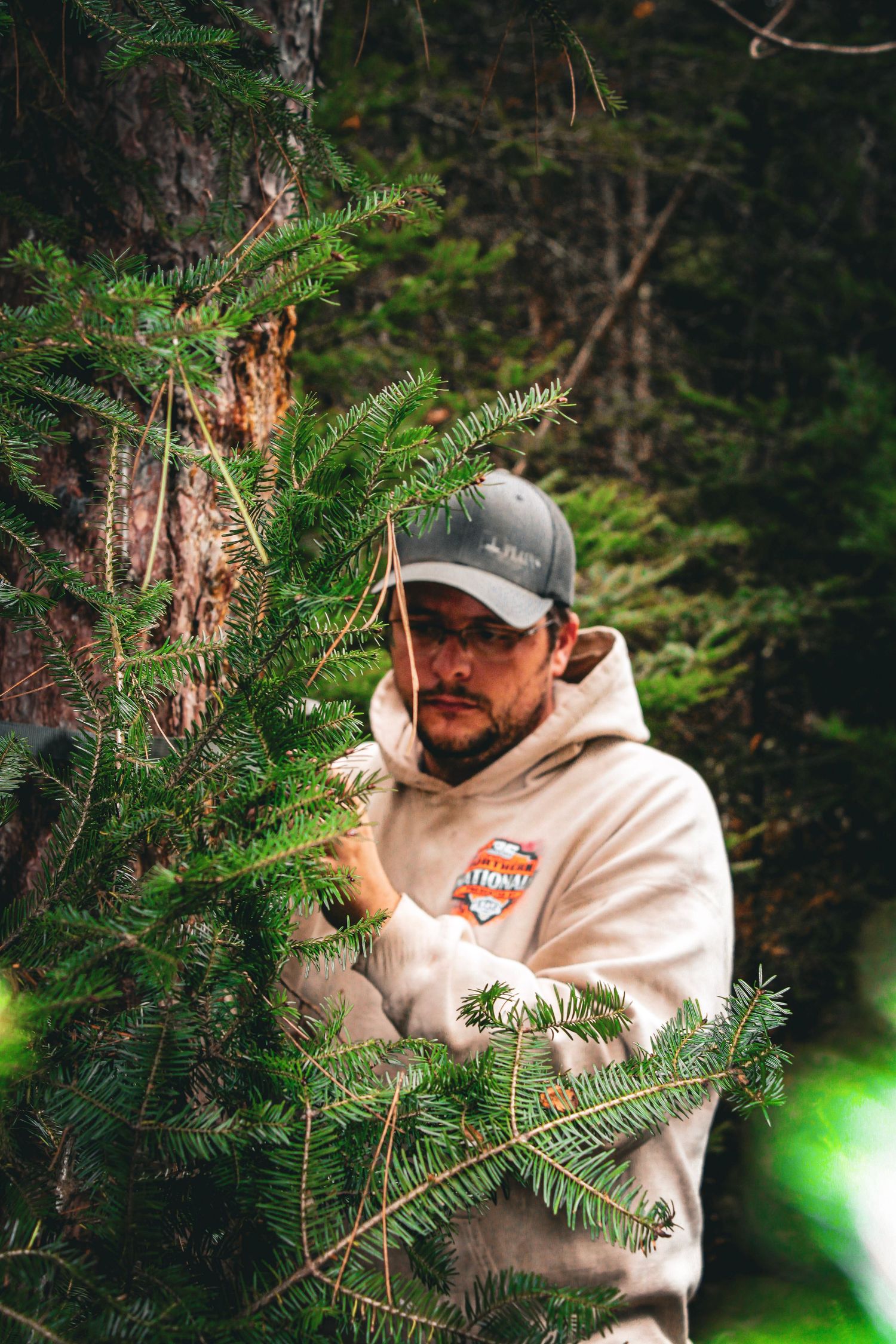 Pine trees frame a peaceful forest scene with evergreen branches in focus.