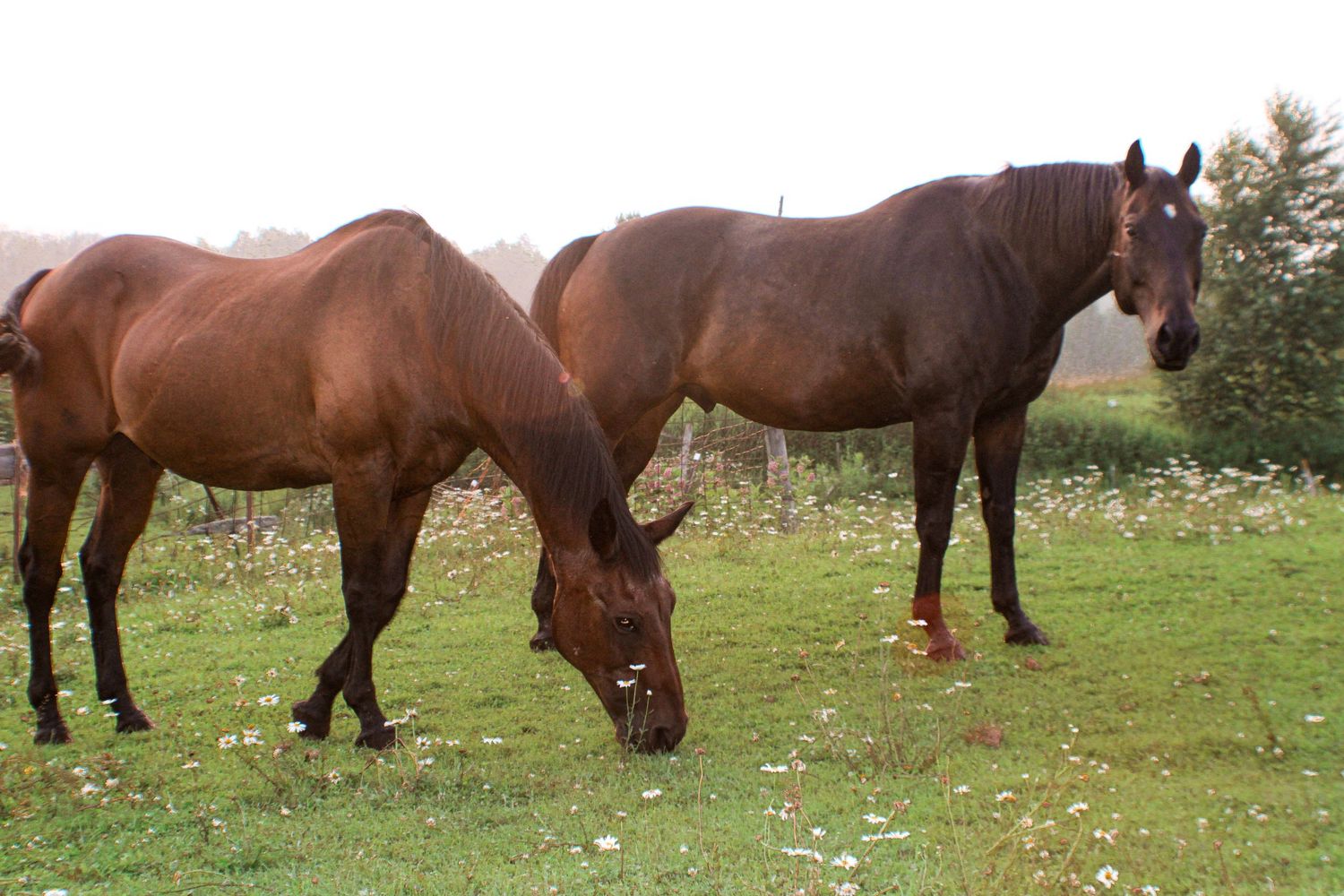 Two brown horses grazing together in a grassy field with wildflowers.