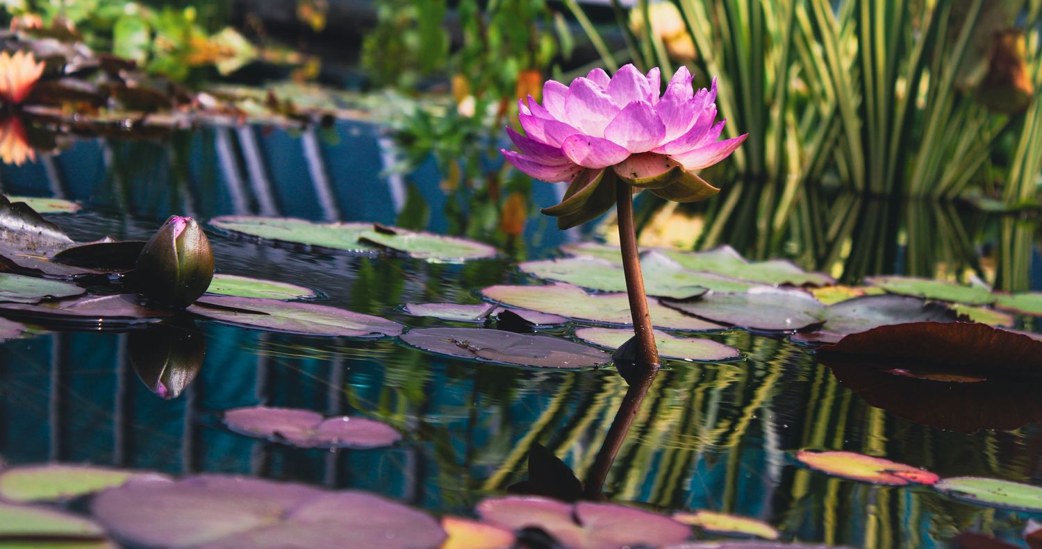 A vibrant pink lotus flower blooms among lily pads in a tranquil garden pond.