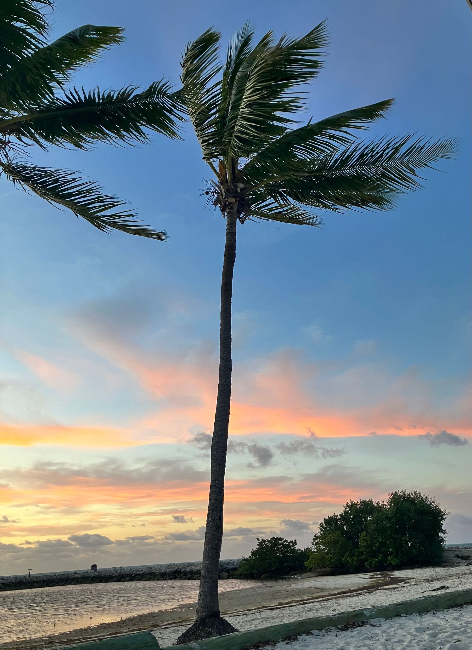 Palm trees sway against vibrant sunset sky over tropical beach with calm waters.