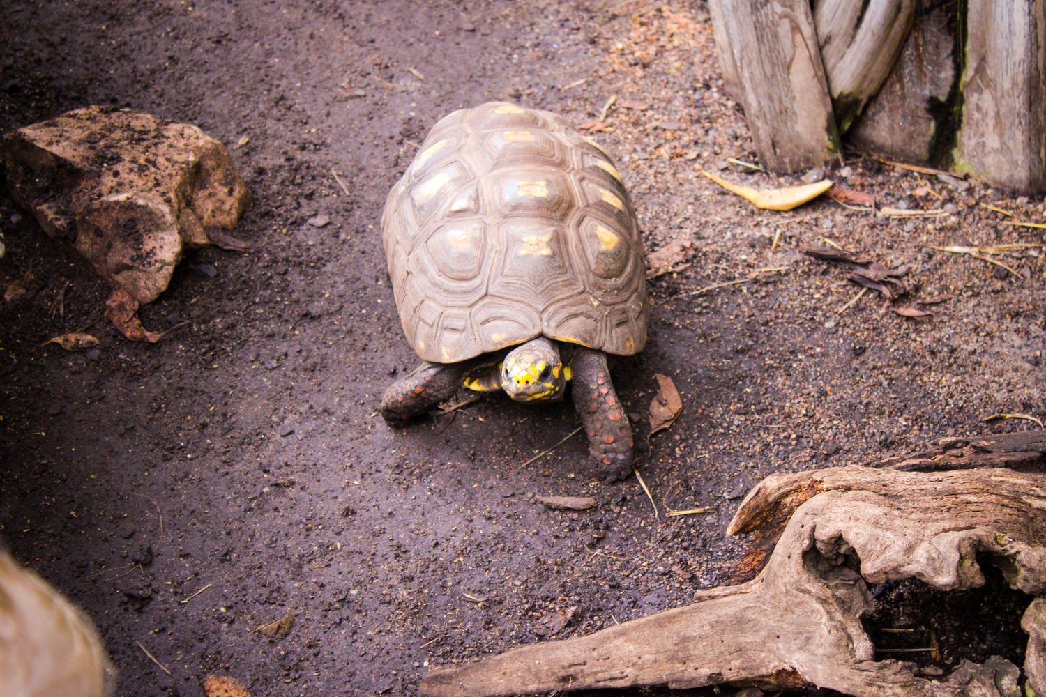 A tortoise slowly crawls across dirt and leaves on the ground in a natural habitat setting.