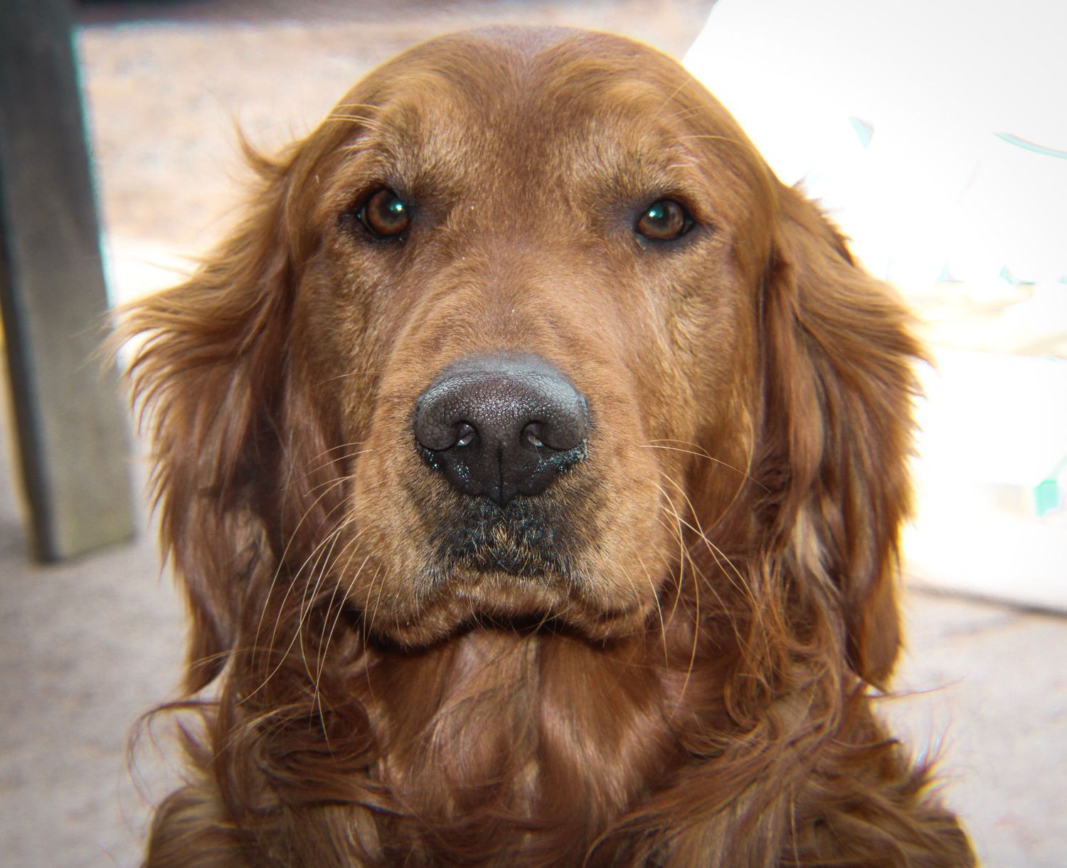 Close-up portraits of a golden retriever showing different facial expressions.