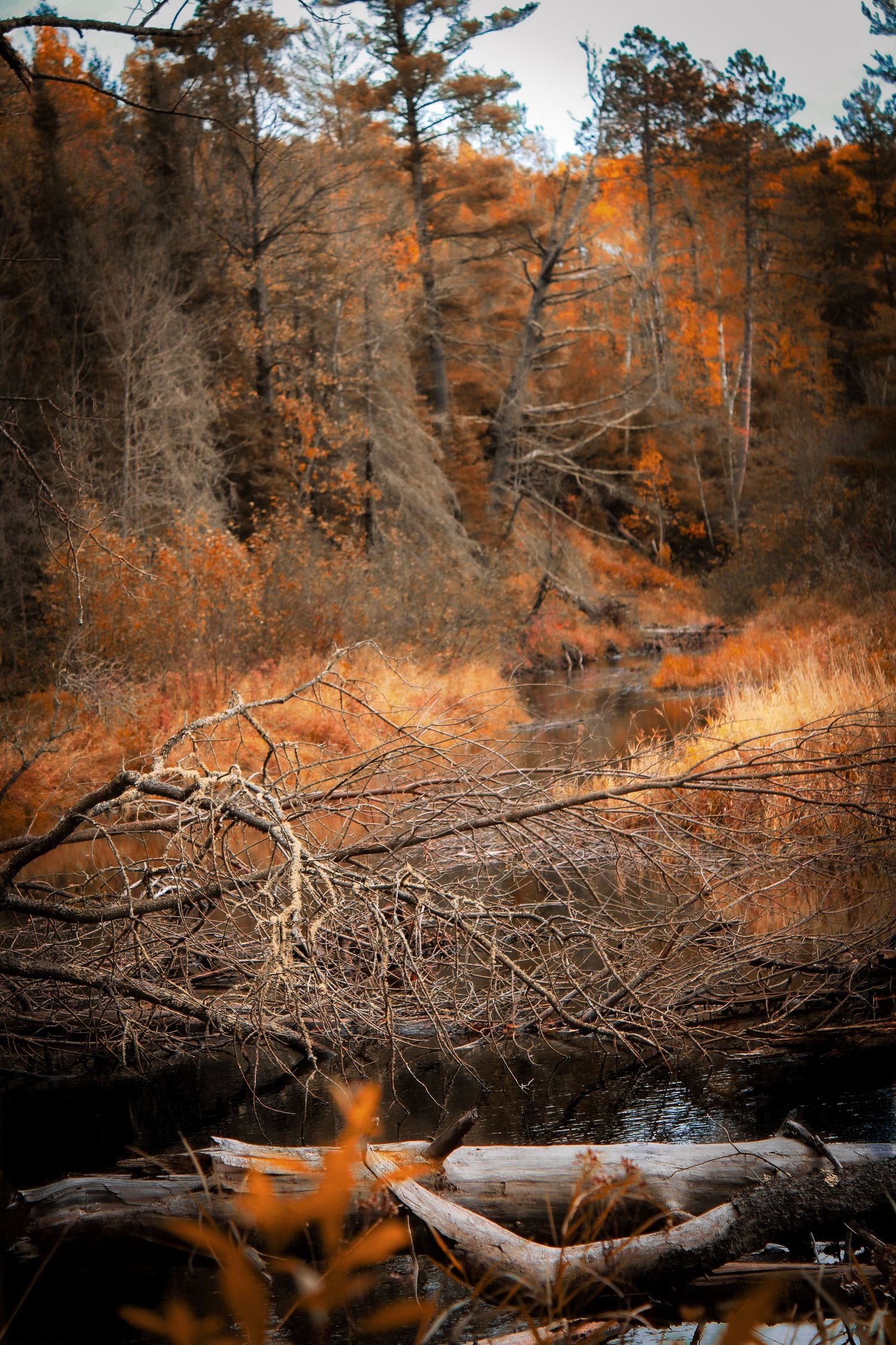 Fallen tree branches create natural patterns over a tranquil forest stream in autumn colors.
