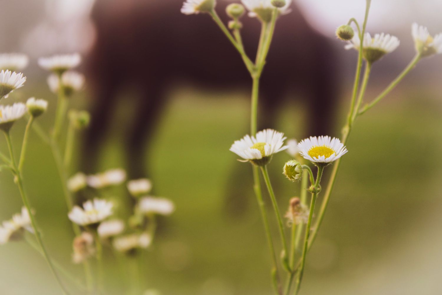 White daisies bloom in foreground with blurred horse grazing in background.