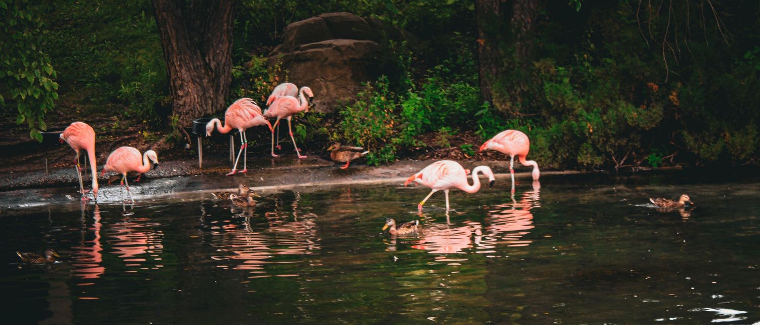 Pink flamingos wade through shallow water near lush greenery in a natural setting.