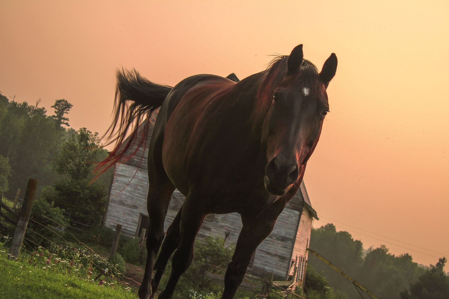 Dark horse silhouetted against an orange sunset sky in a rural pasture.