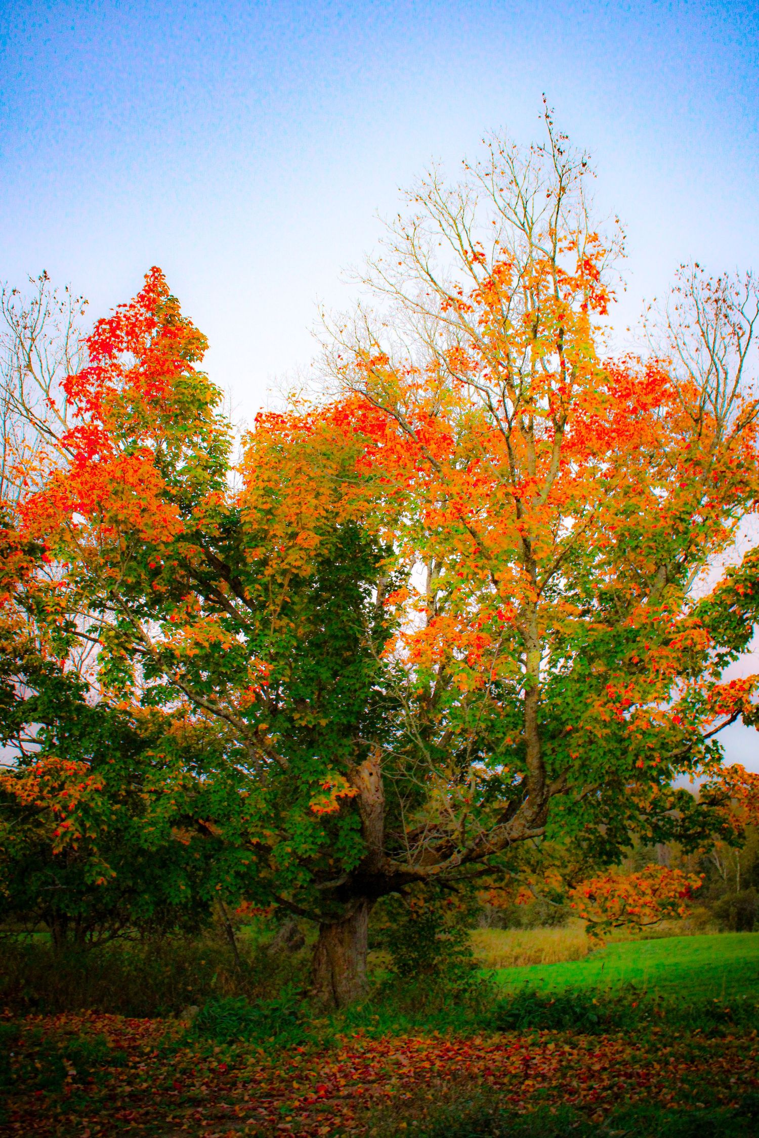 Autumn maple trees with vibrant orange and red leaves against a blue sky in a panoramic nature scene.