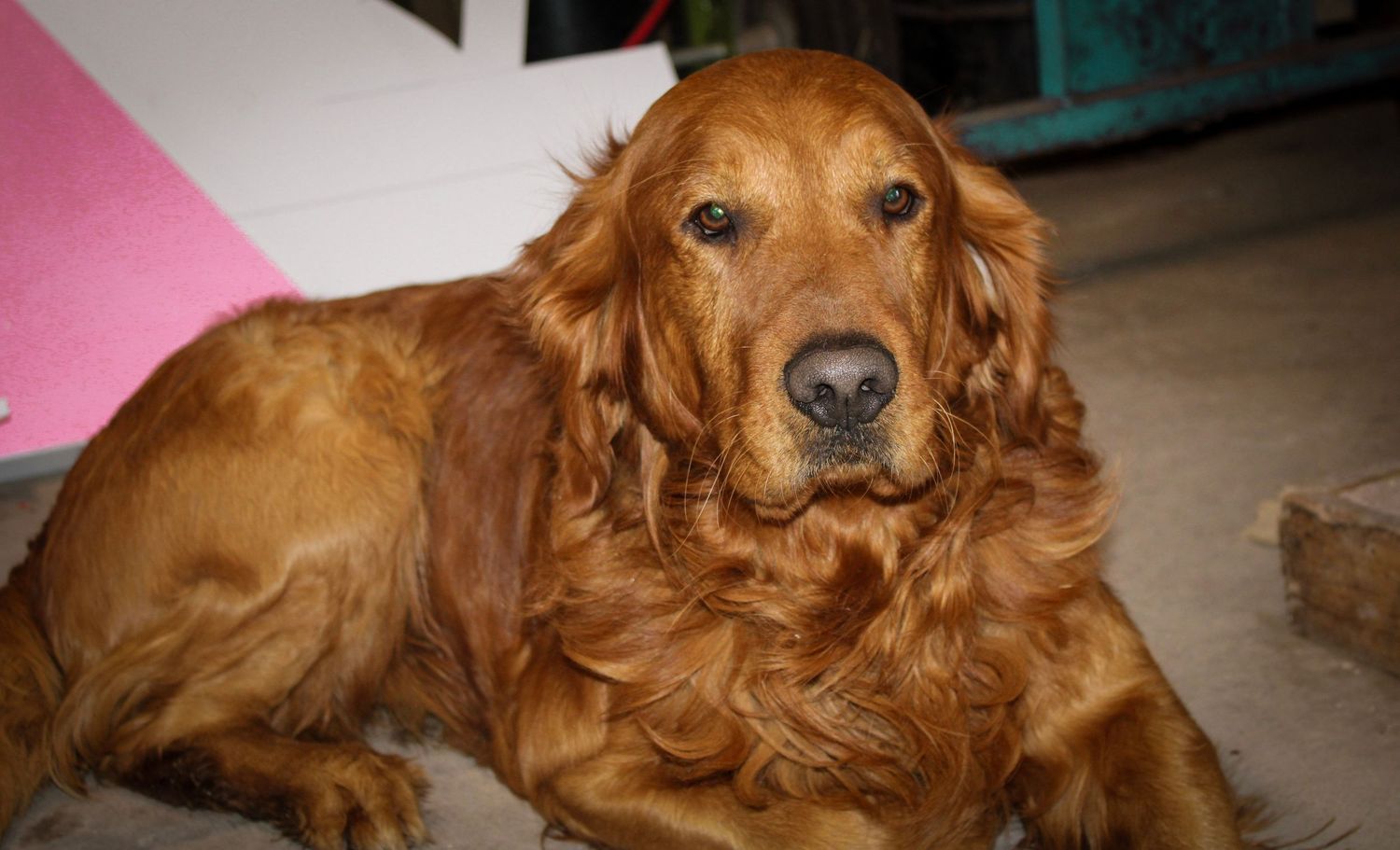 Golden retriever dog lying down and looking relaxed in a series of connected photos.