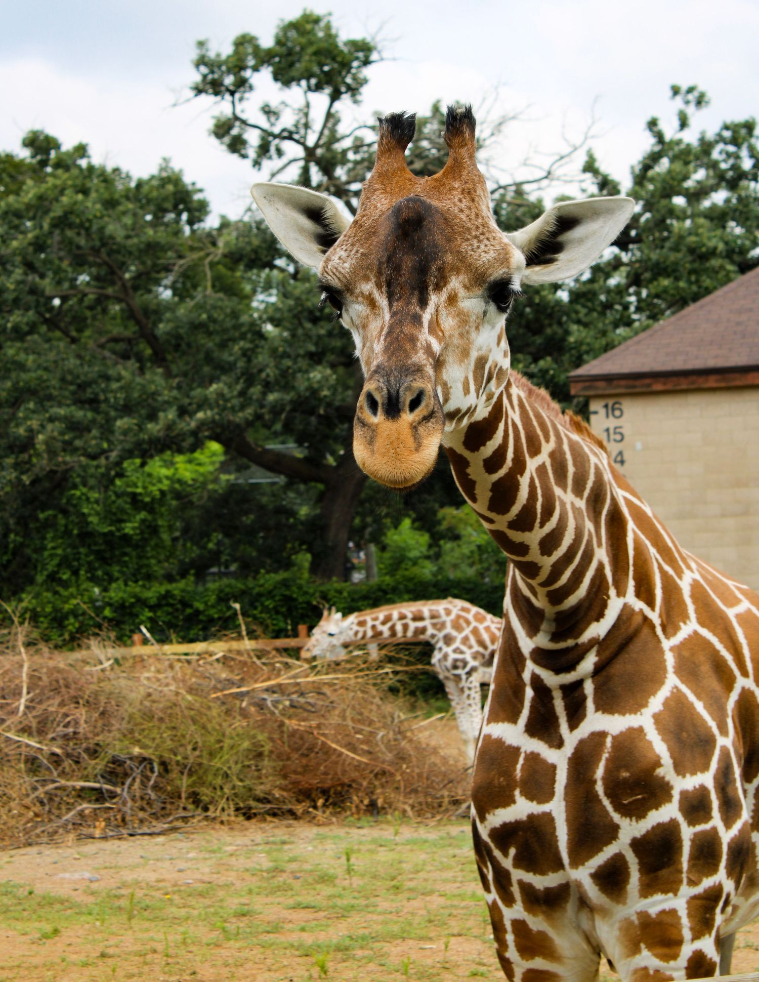 Close up portrait of a giraffe's head showing distinctive spotted pattern against green foliage.