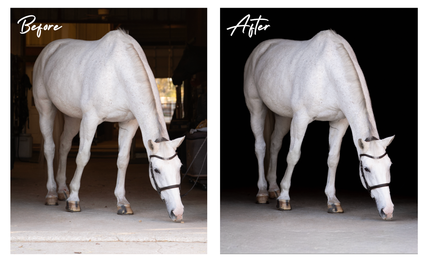 Horse photo before and after black background editing.
