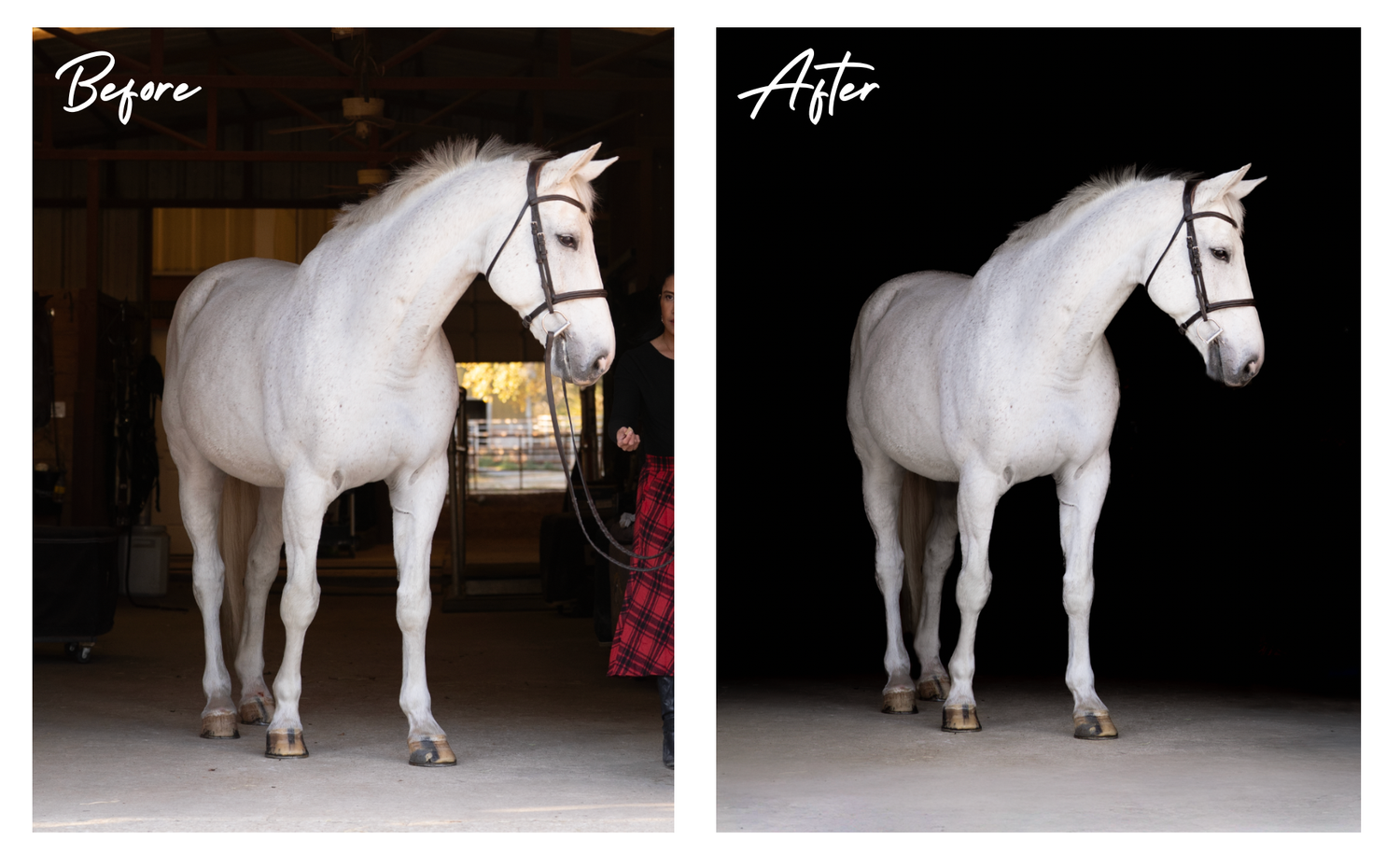 Horse photo before and after black background editing.