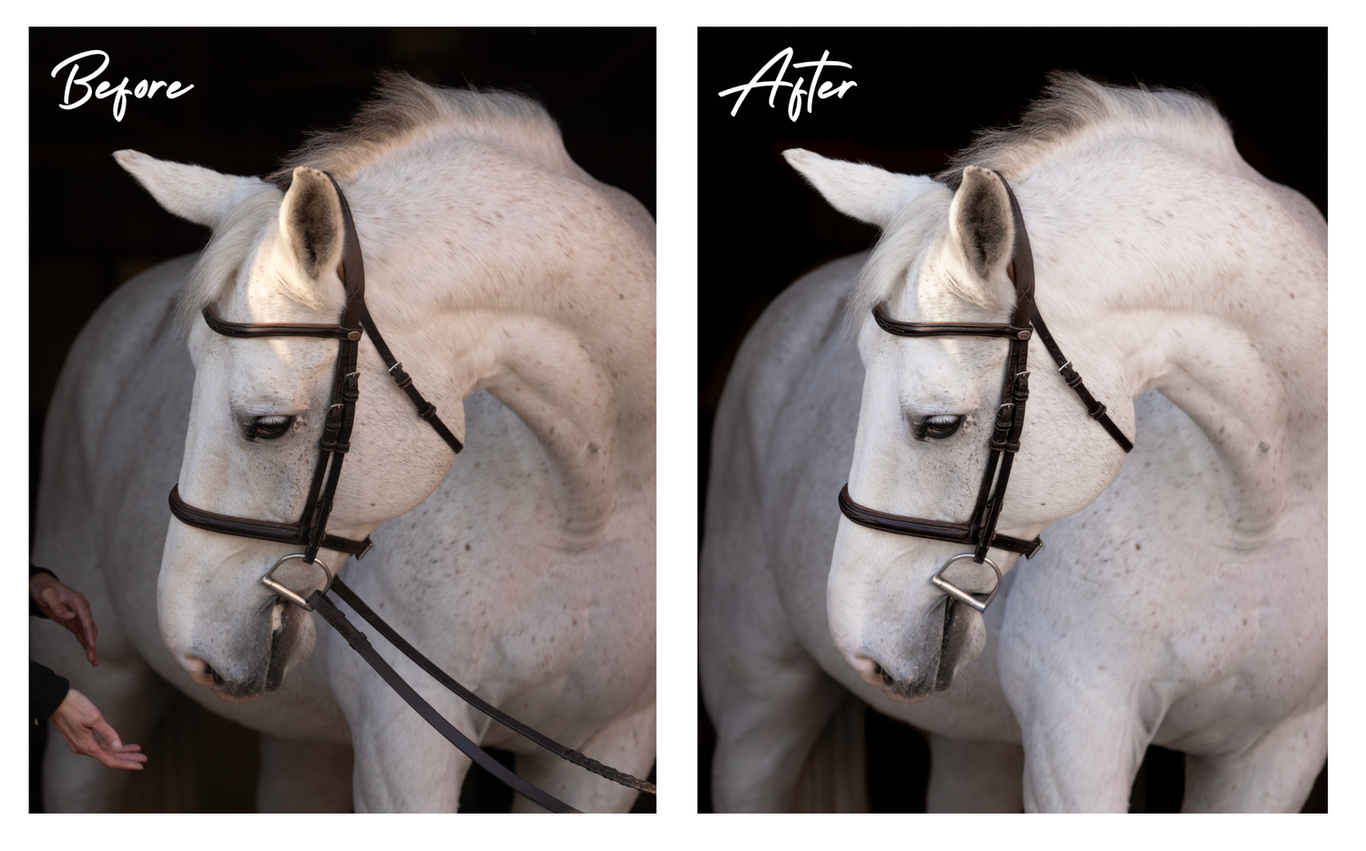 Horse photo before and after black background editing.