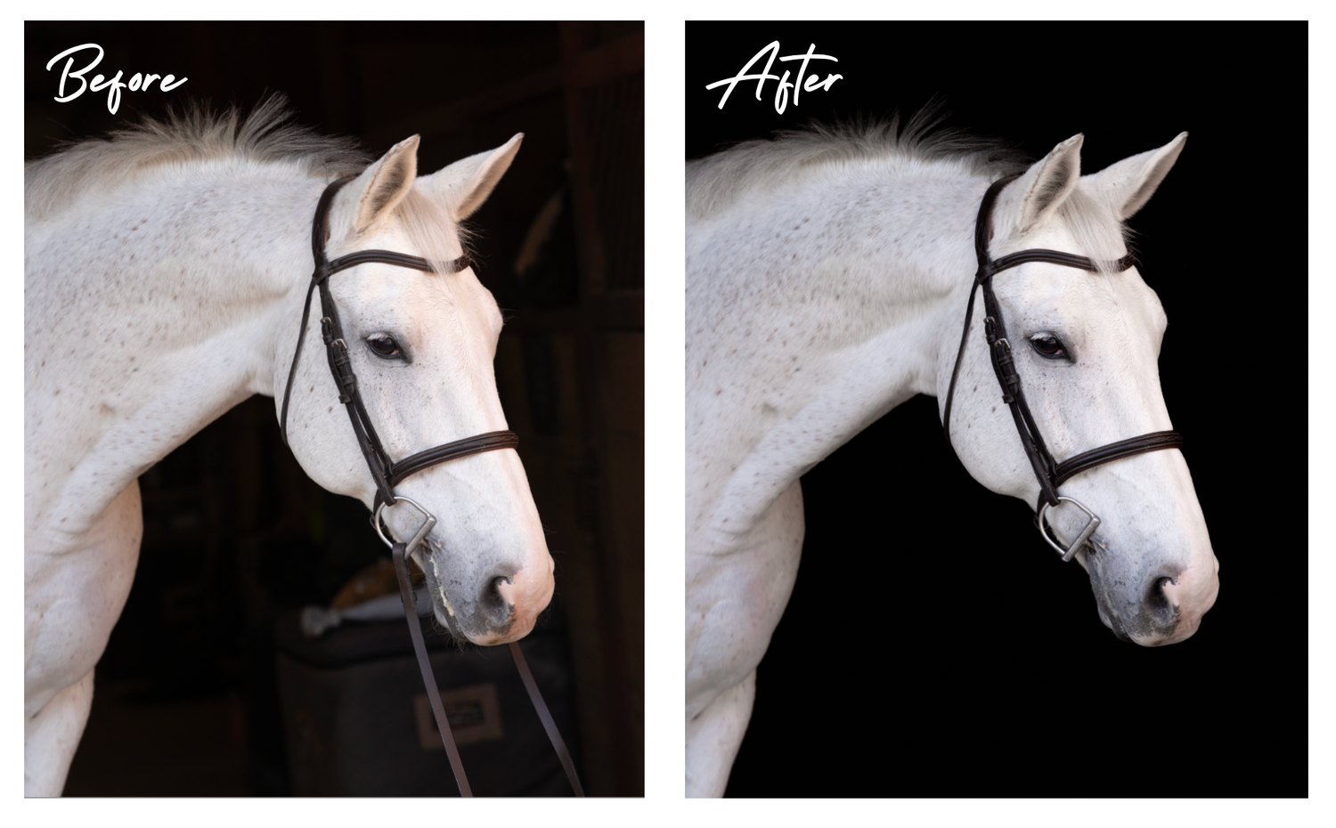 Horse photo before and after black background editing.