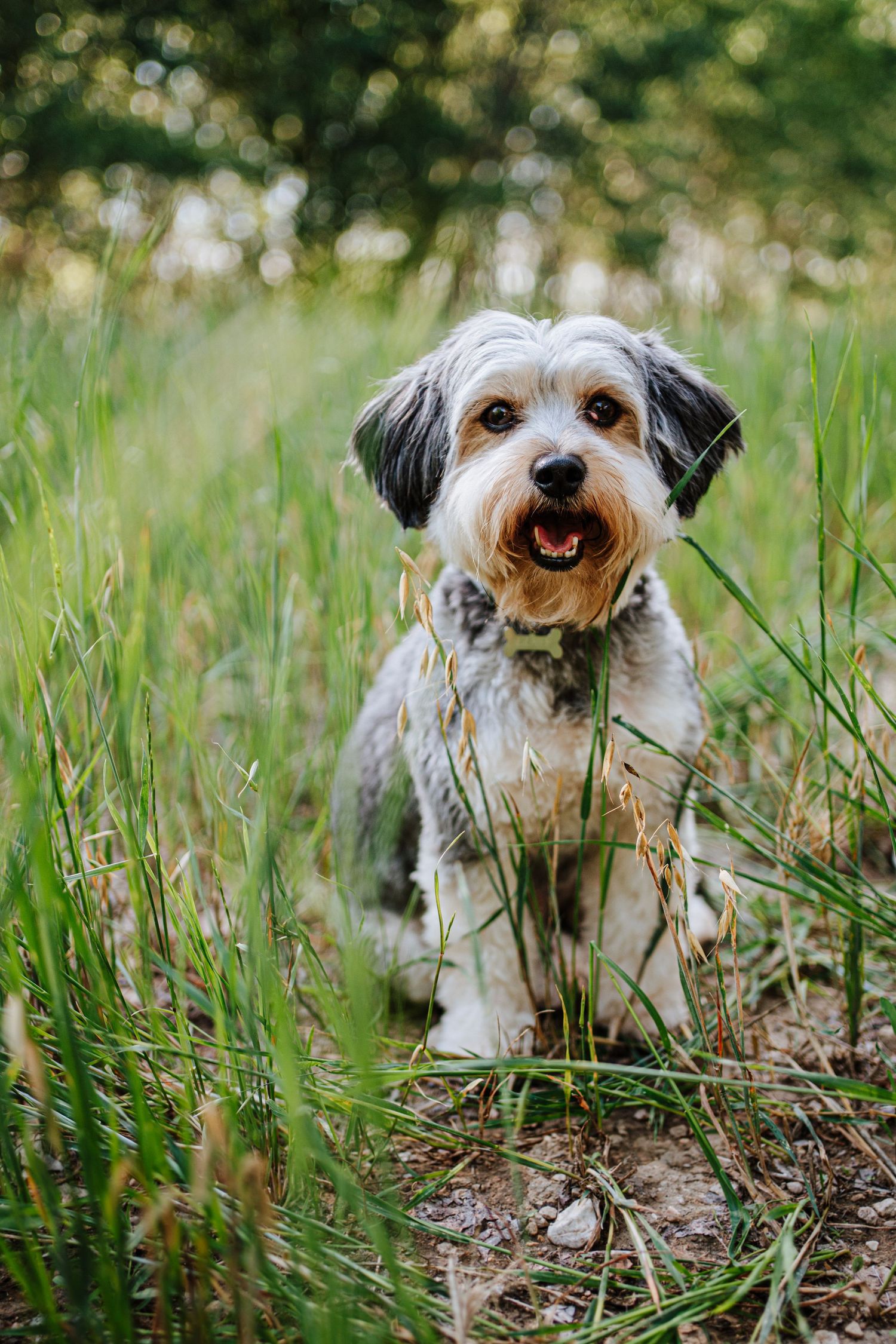 Perrito de la raza Shih Tzu que se vino a realizar las fotografías de preboda de una guapa pareja de Aspe